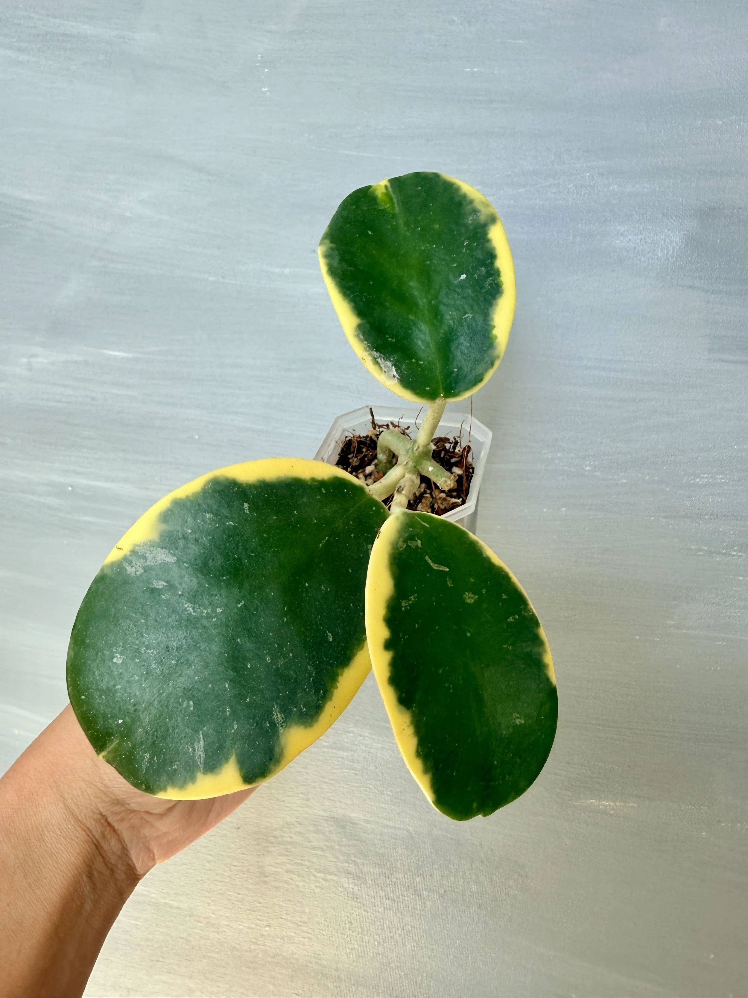 Hoya Easo Daklak Albo PSP-333