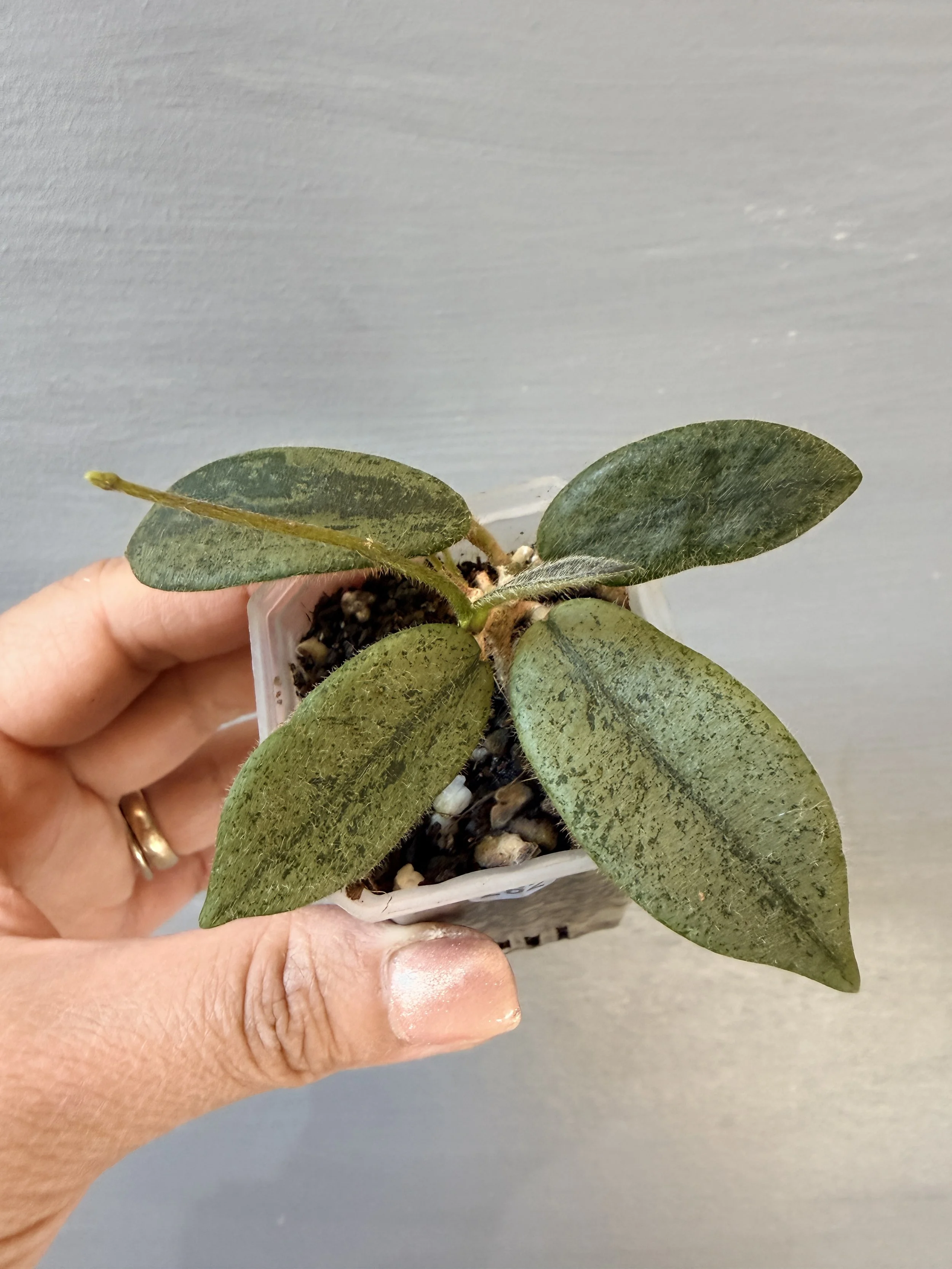 Hoya thomsonii ‘Silver’ PSP-262