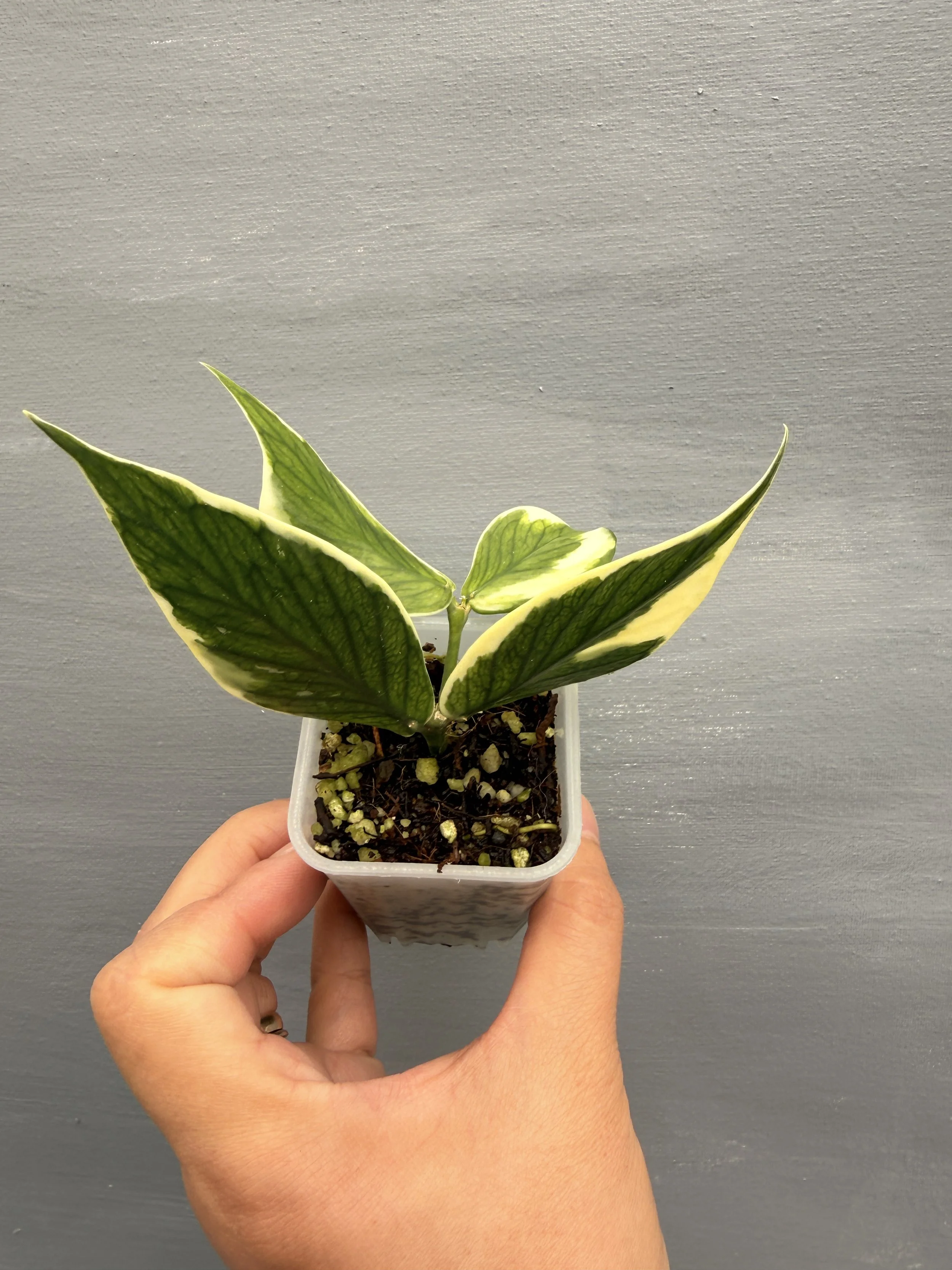 Hoya polyneura Albo PSP-204