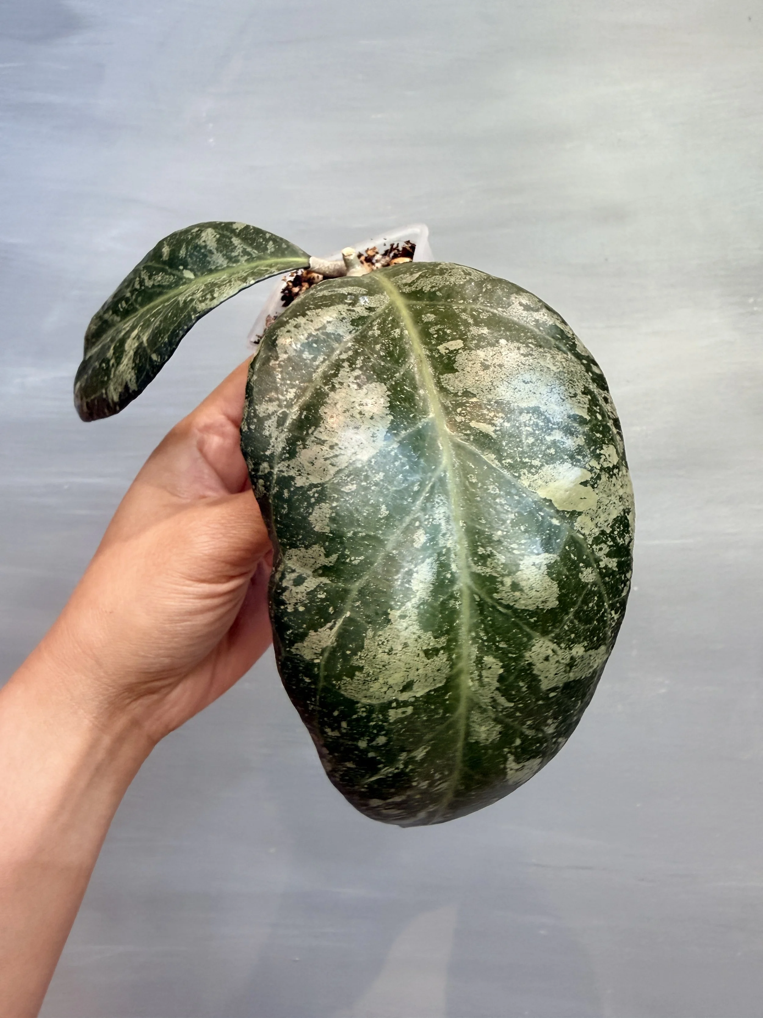 Hoya verticillata ‘Wayang Splash’ PSP-147