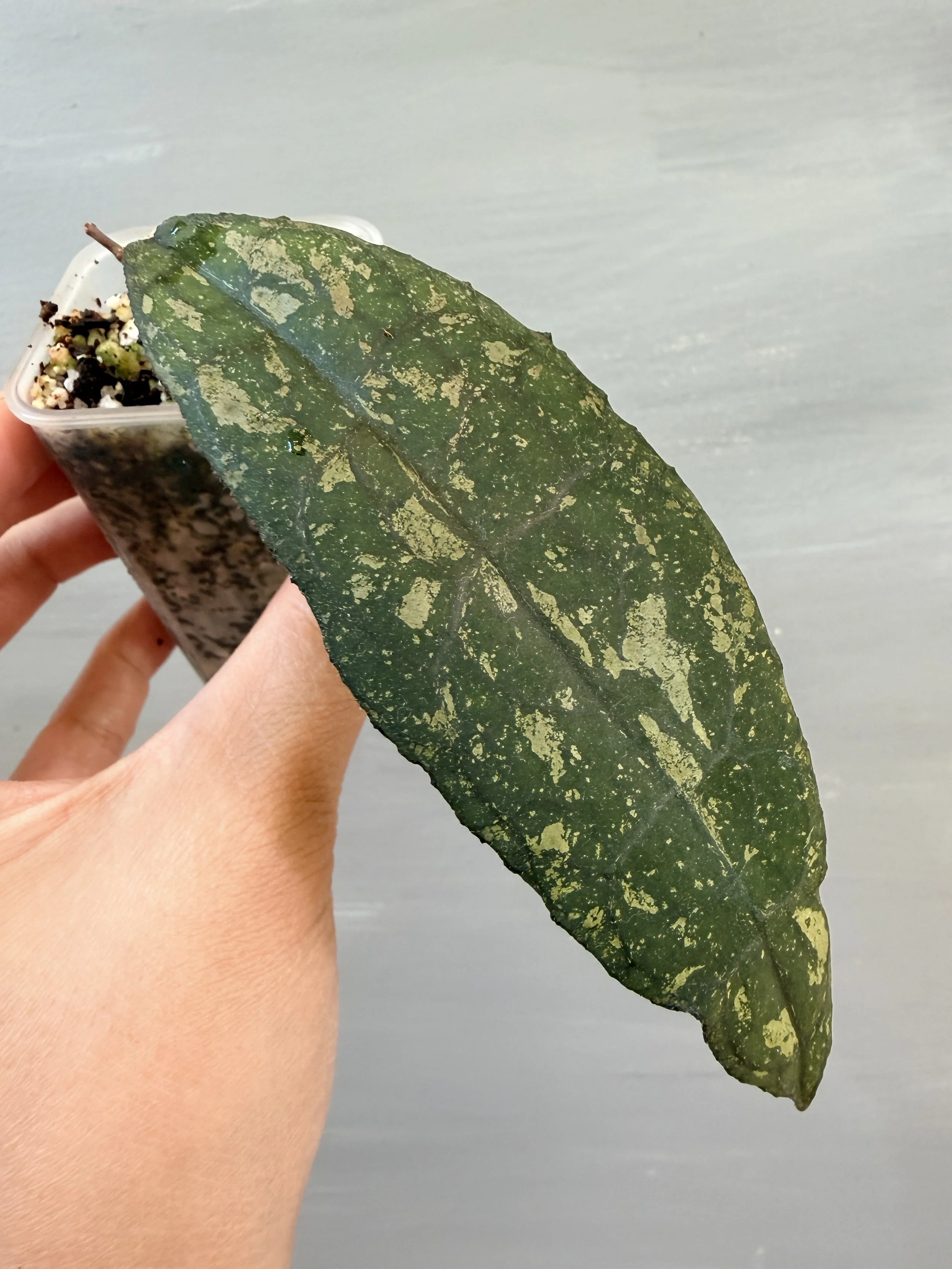 Hoya clemensiorum Splash PSP-206