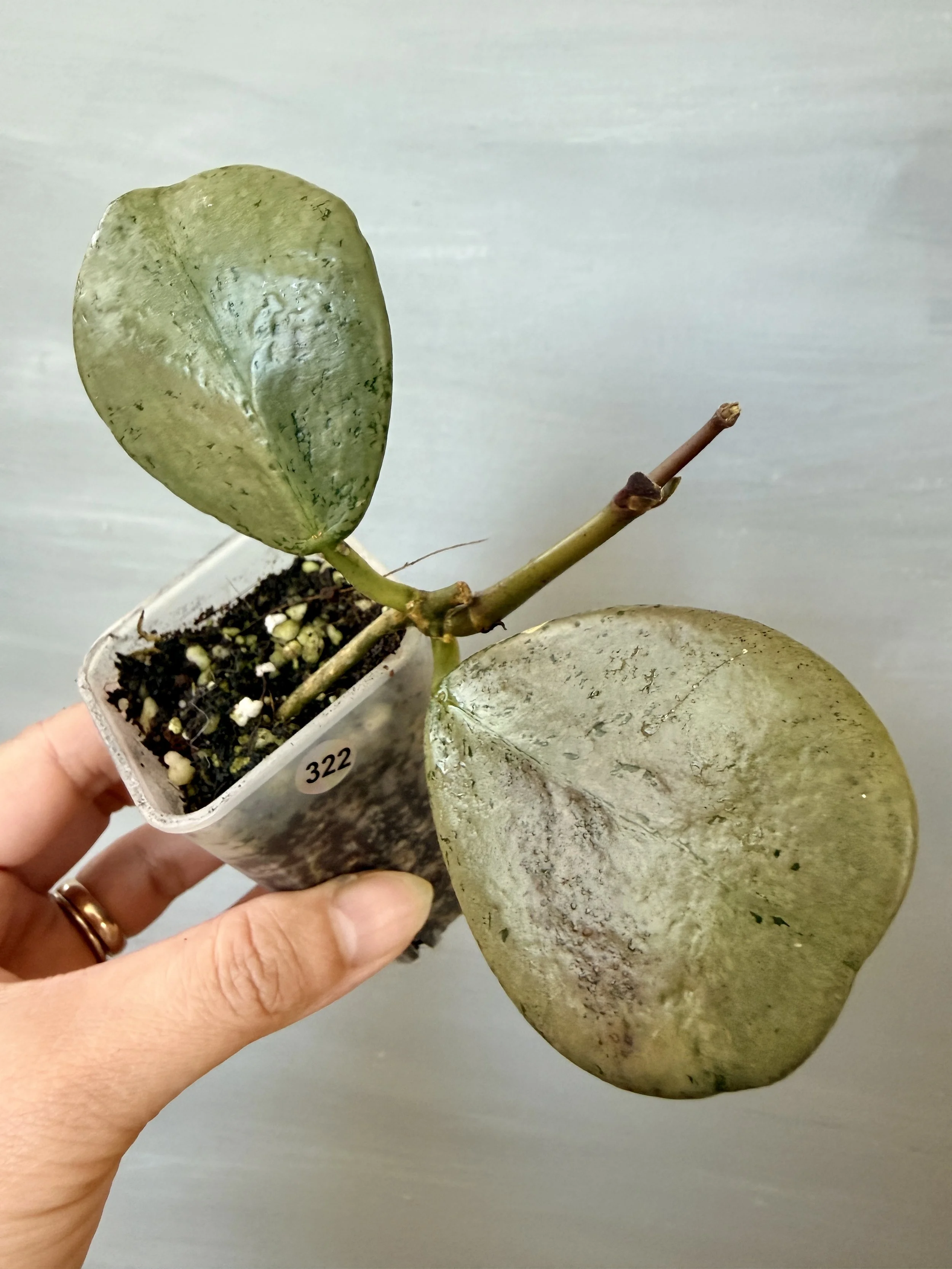 Hoya sp. Chiang Dao Silver PSP-322