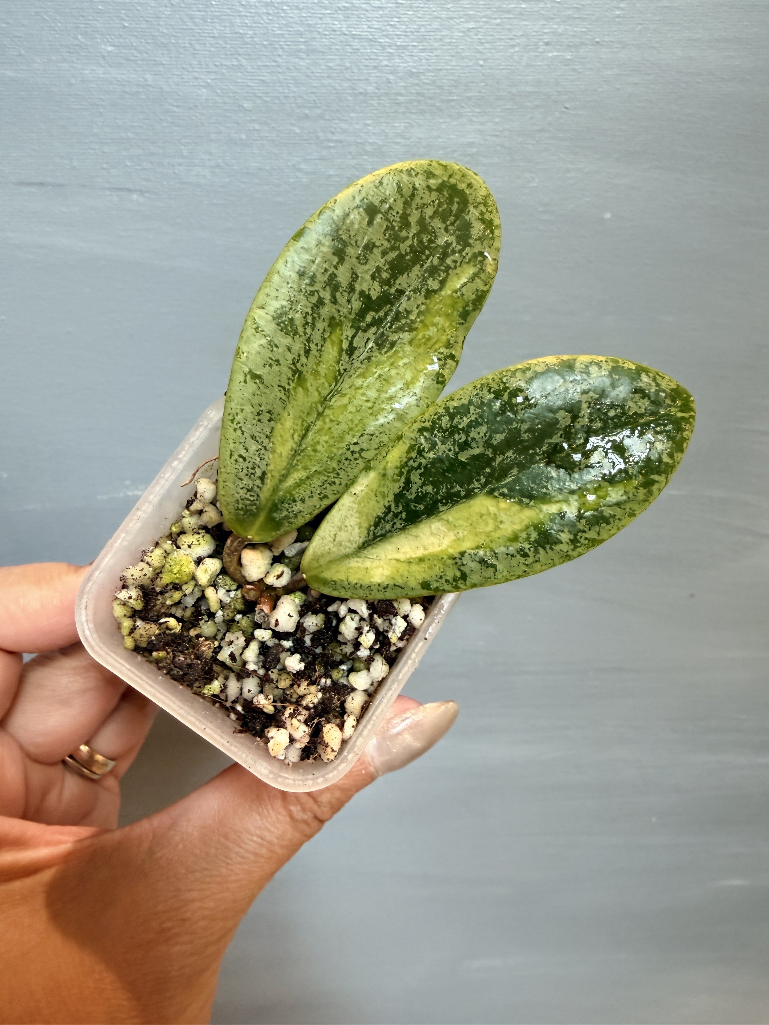 Hoya jita ‘Autumn Guava’ PSP-445