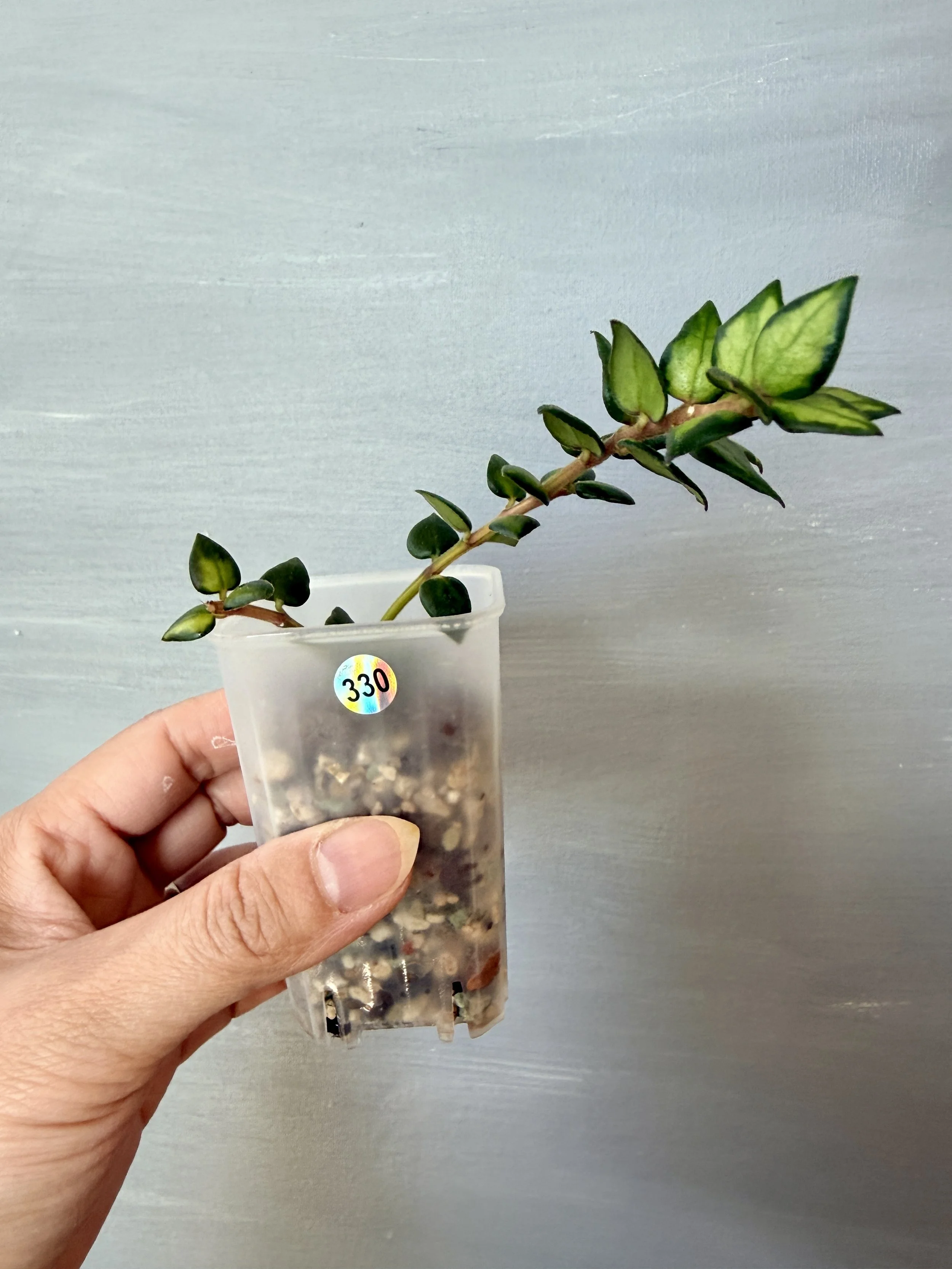 Hoya chinghungensis Variegated PSP-330