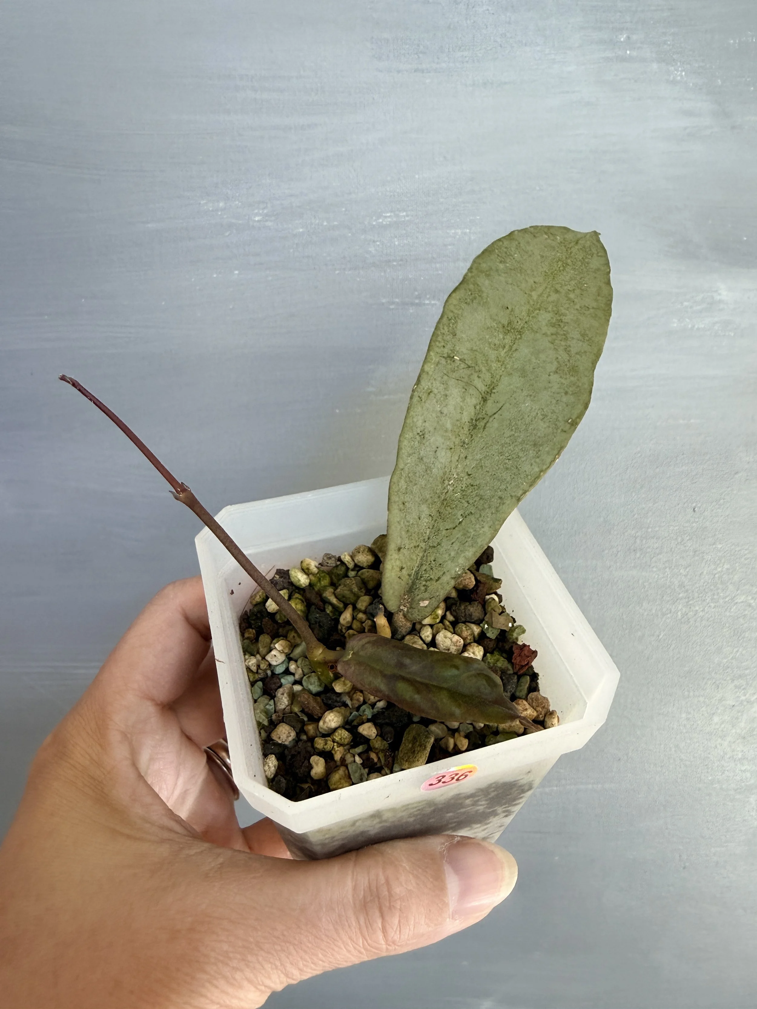 Hoya mitrata ‘Borneo Silver’ PSP-336