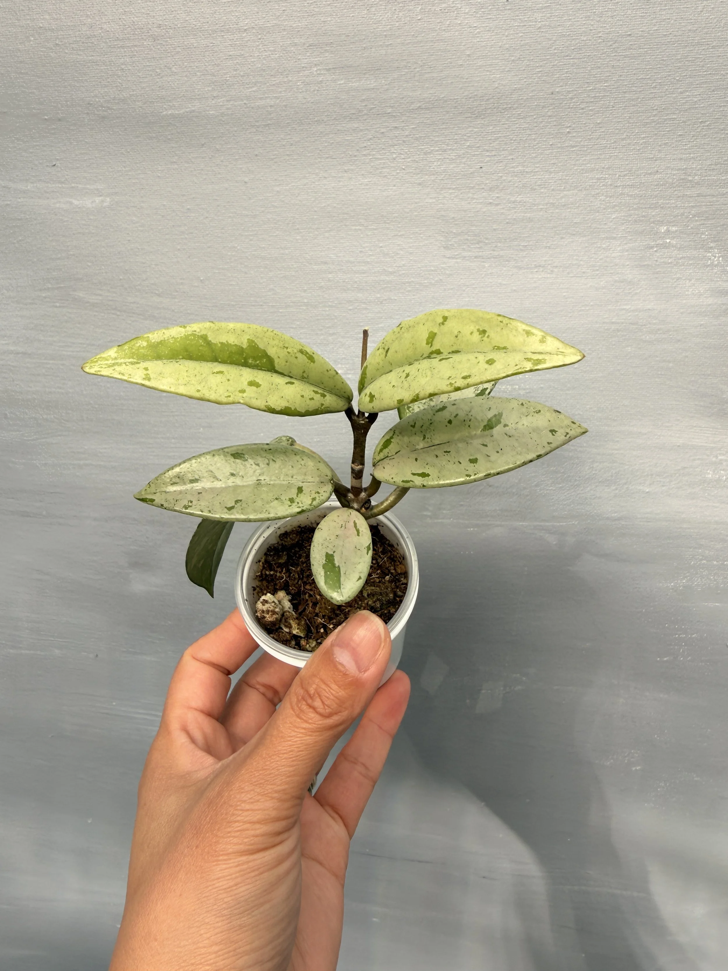 Hoya ‘Wilbur Graves China’ PSP-121