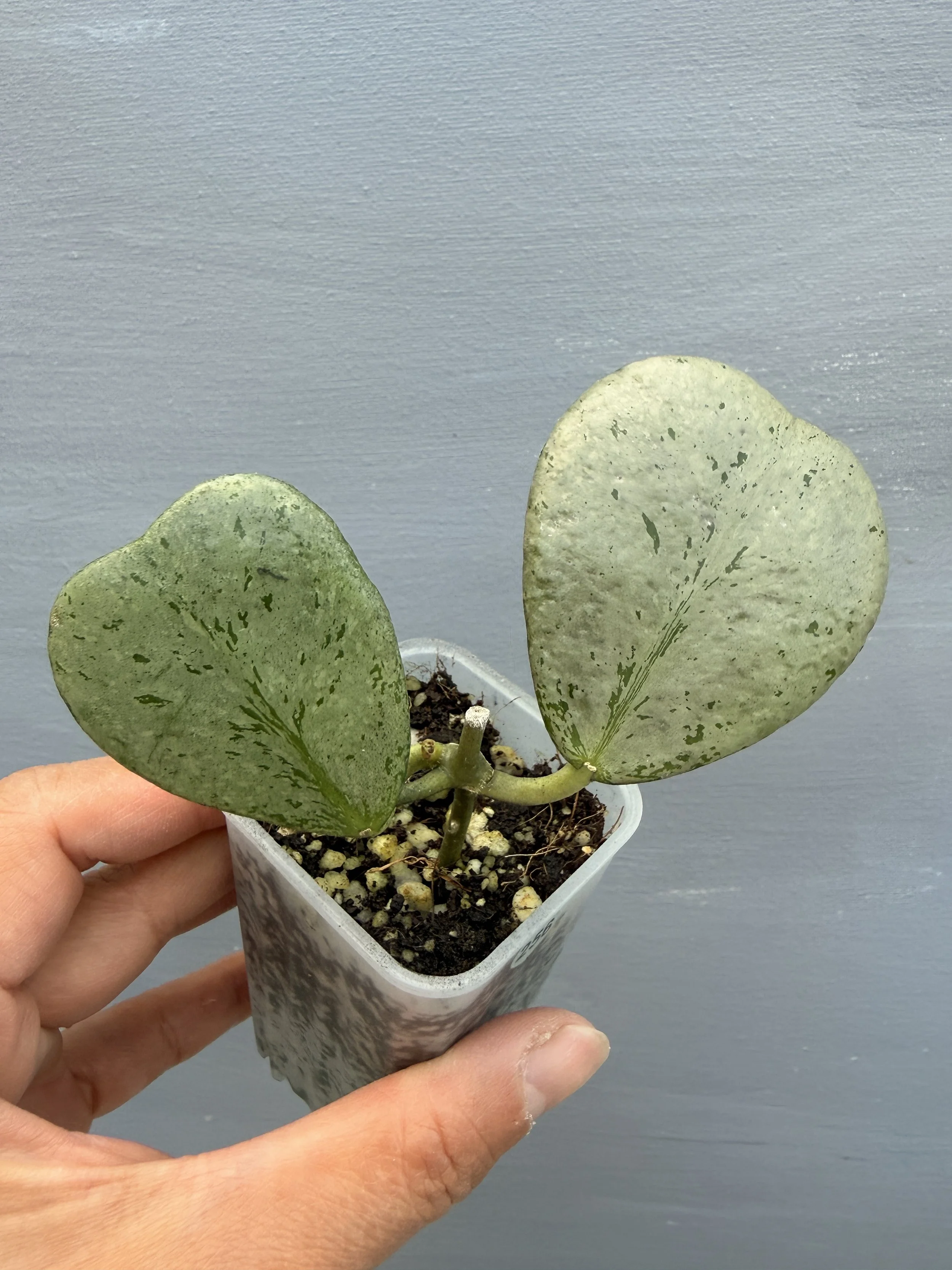 Hoya sp. ‘Chiang Dao Silver' PSP-256