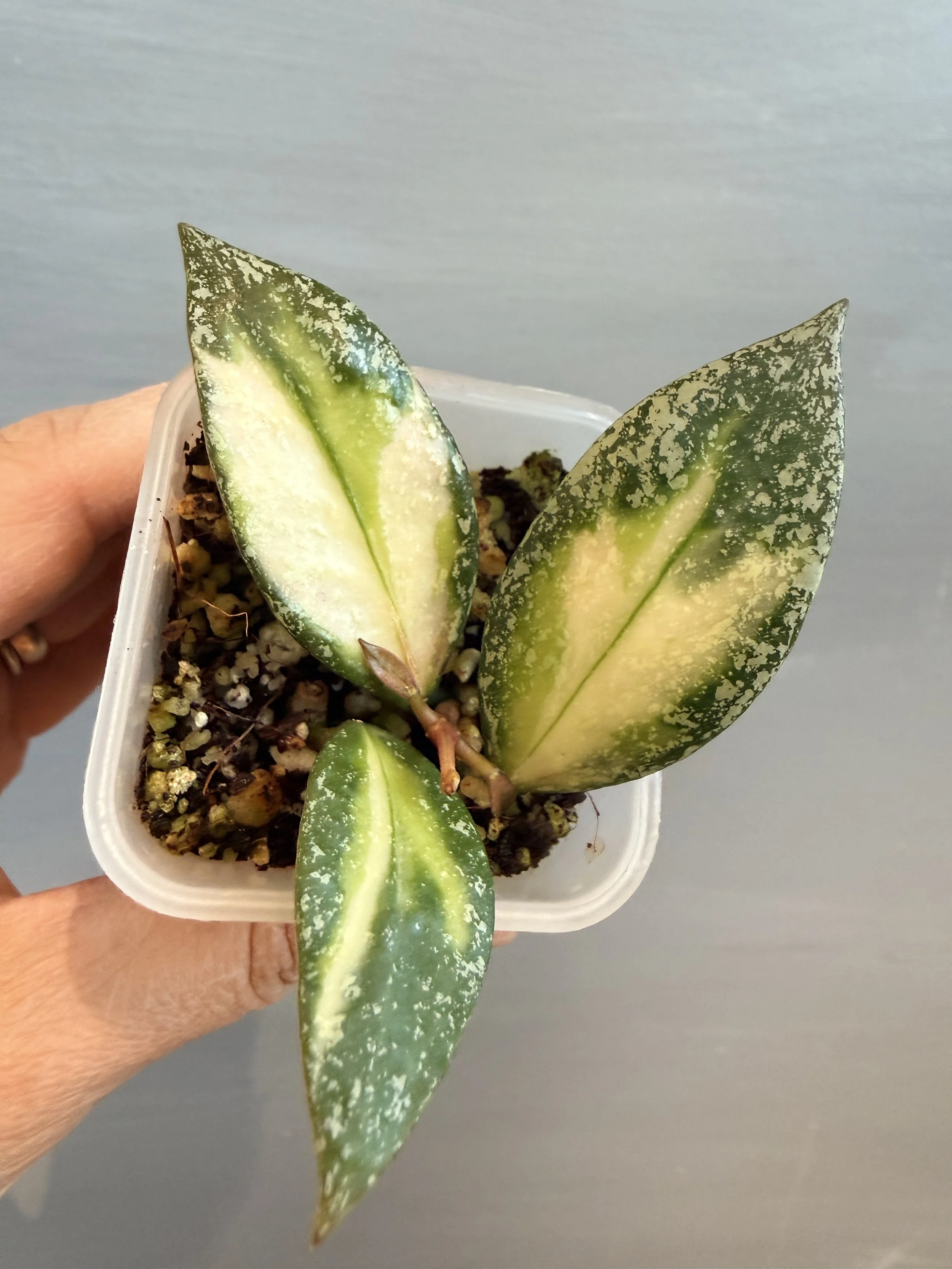 Hoya nabawanensis Variegata PSP-588