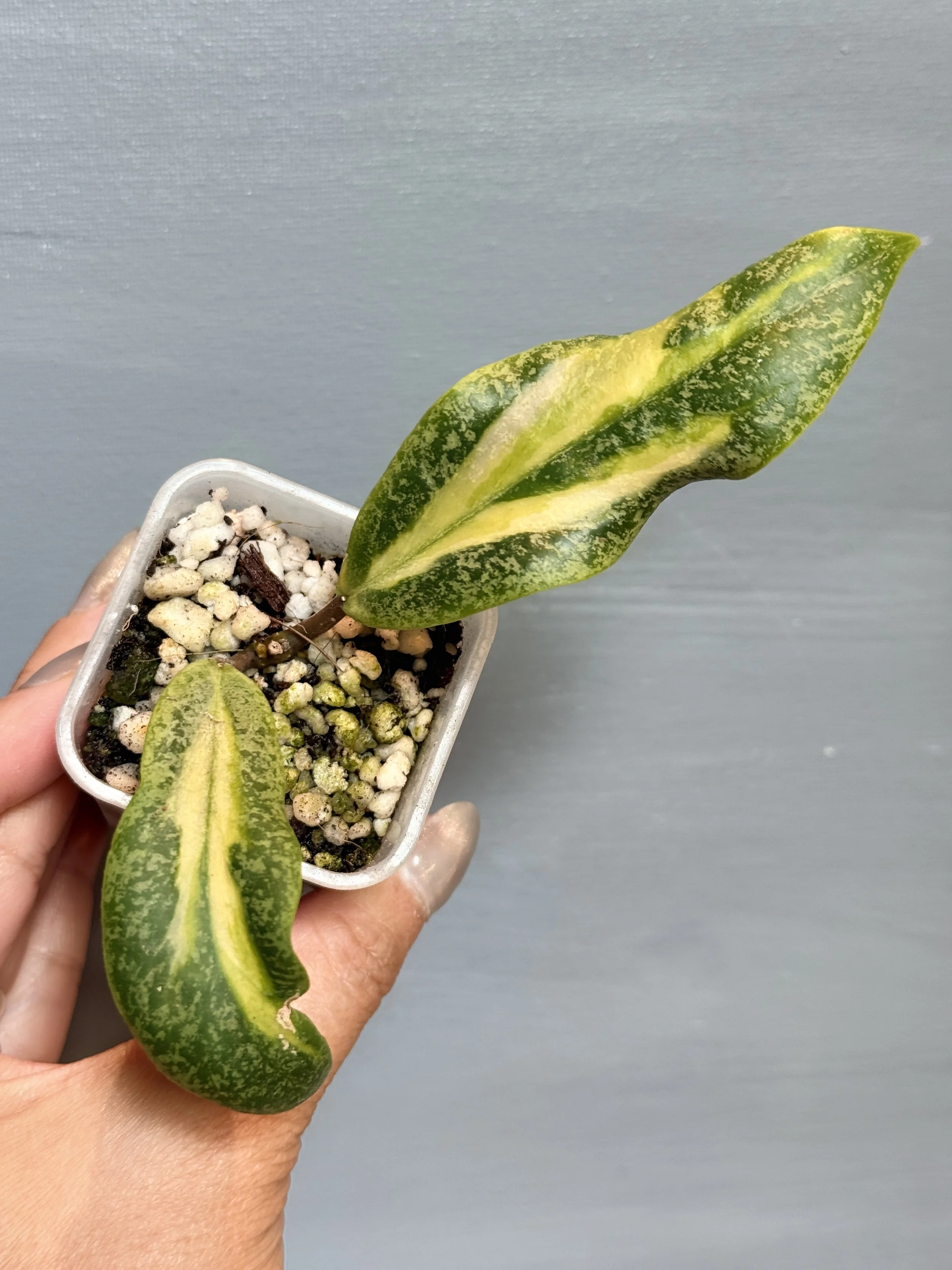 Hoya jita ‘Autumn Guava’ PSP-442