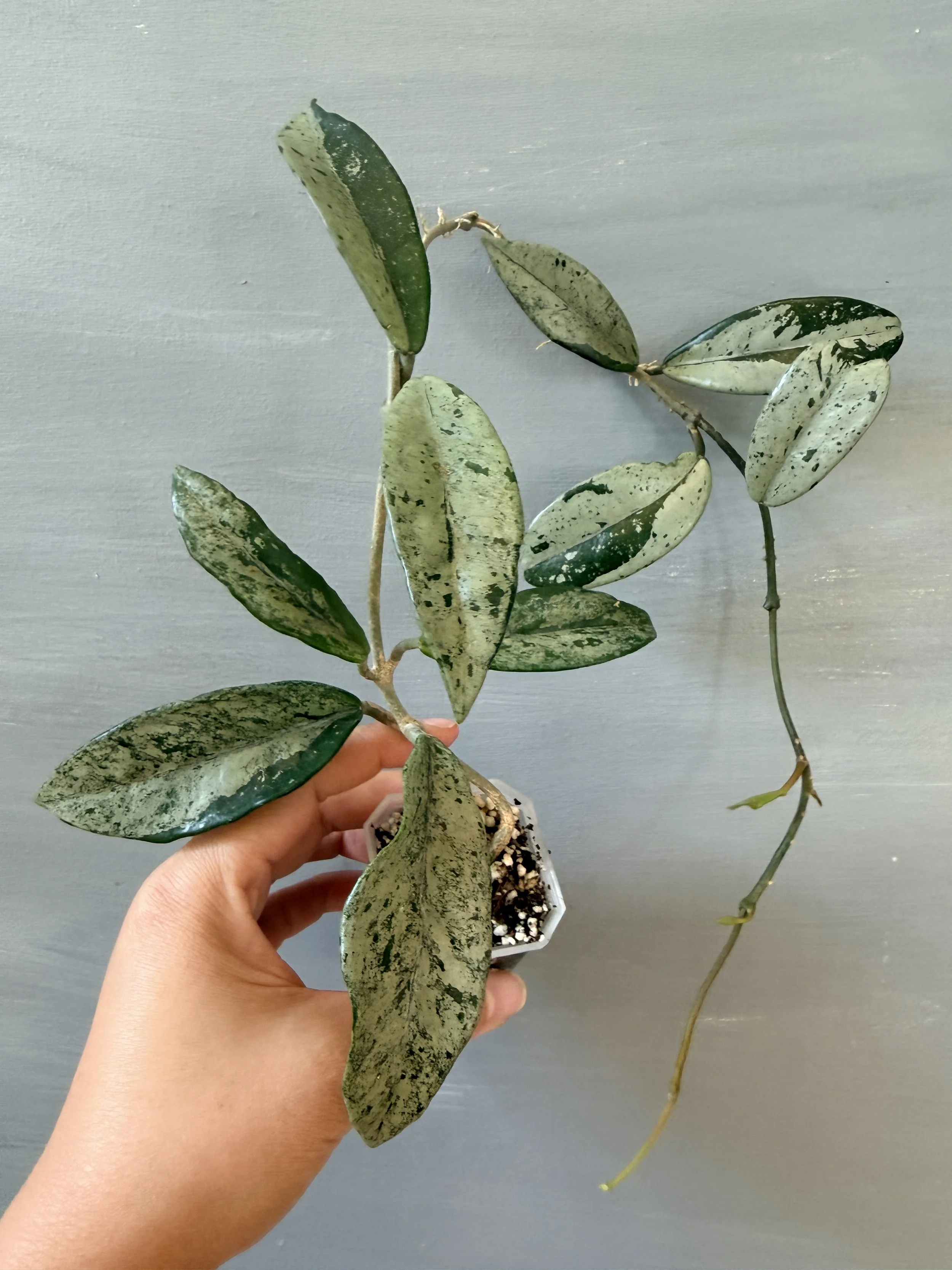 Hoya ‘Wilbur Graves China’ PSP-351