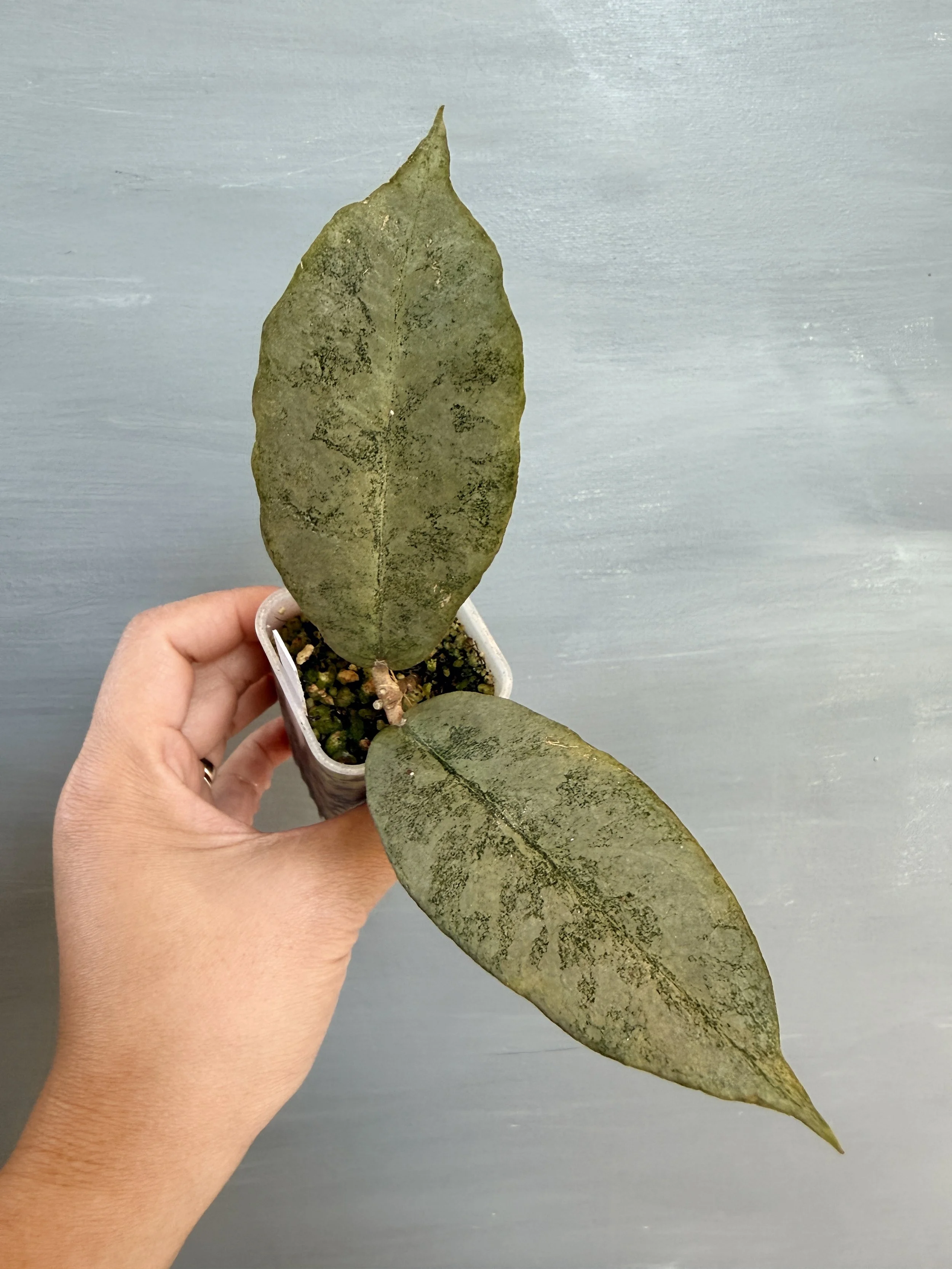 Hoya mitrata ‘Borneo Silver’ PSP-260