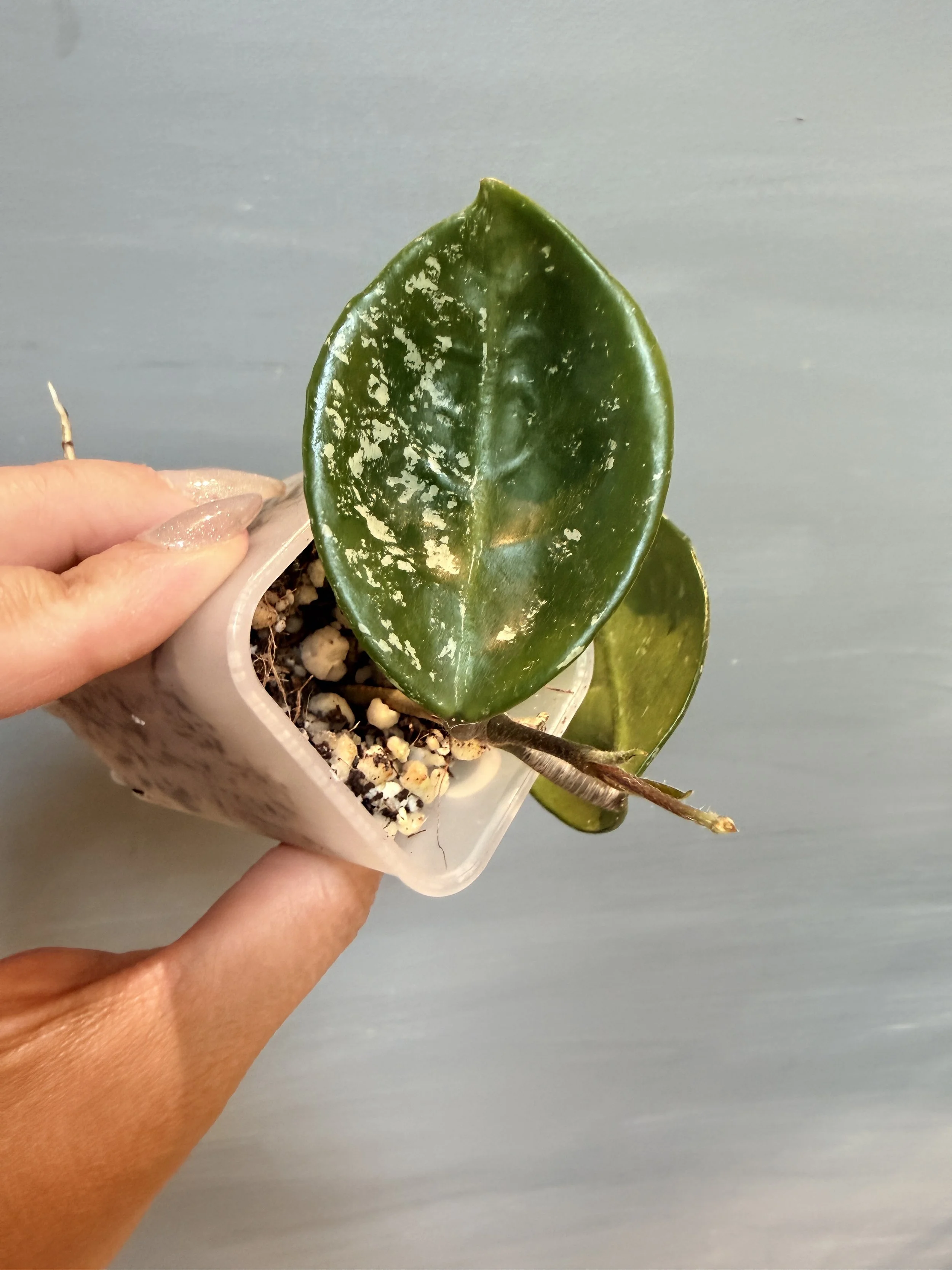 Hoya carnosa ‘Freckles Splash’ PSP-459