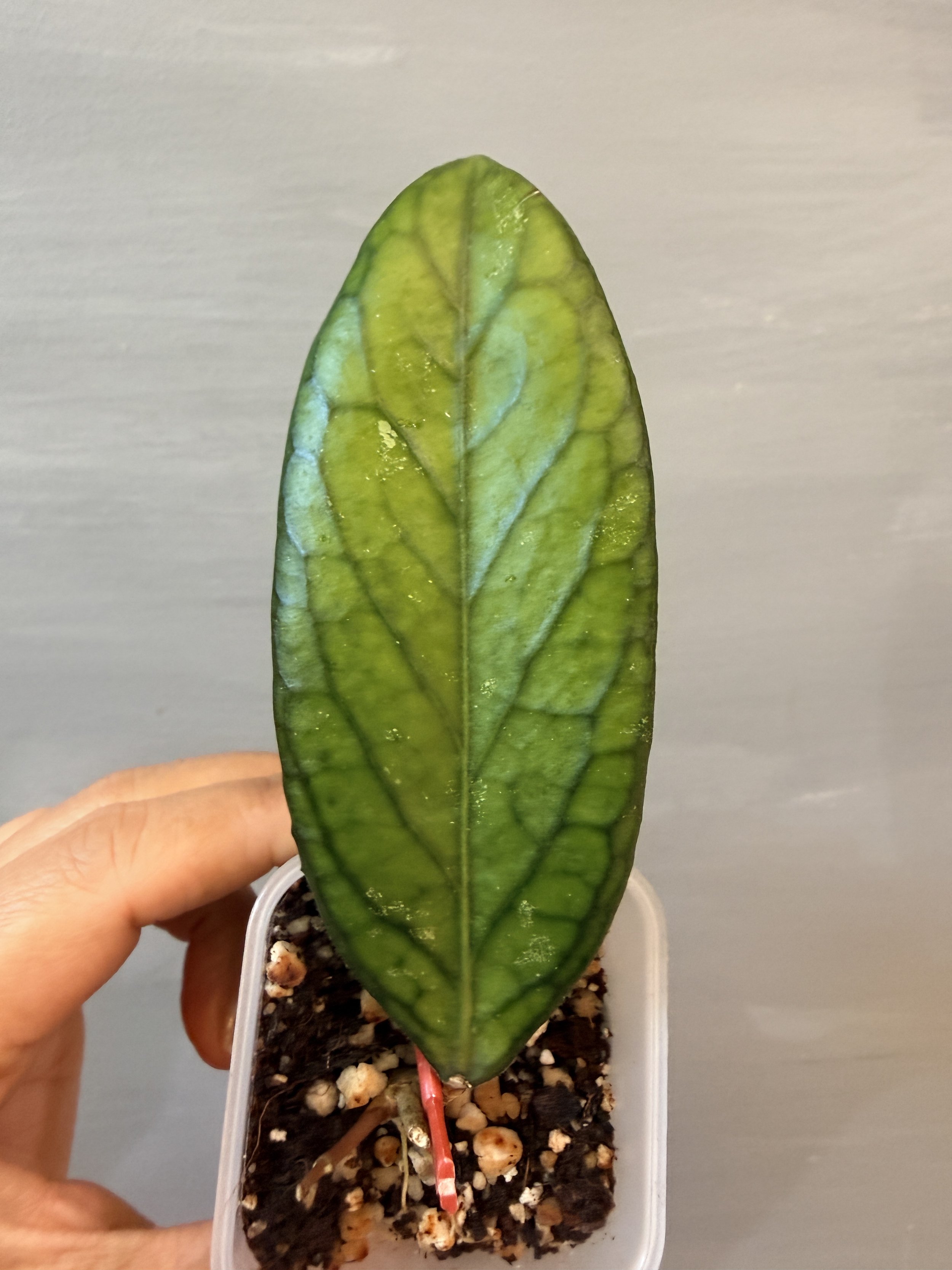 Hoya sp. Bengkulu PSP-549