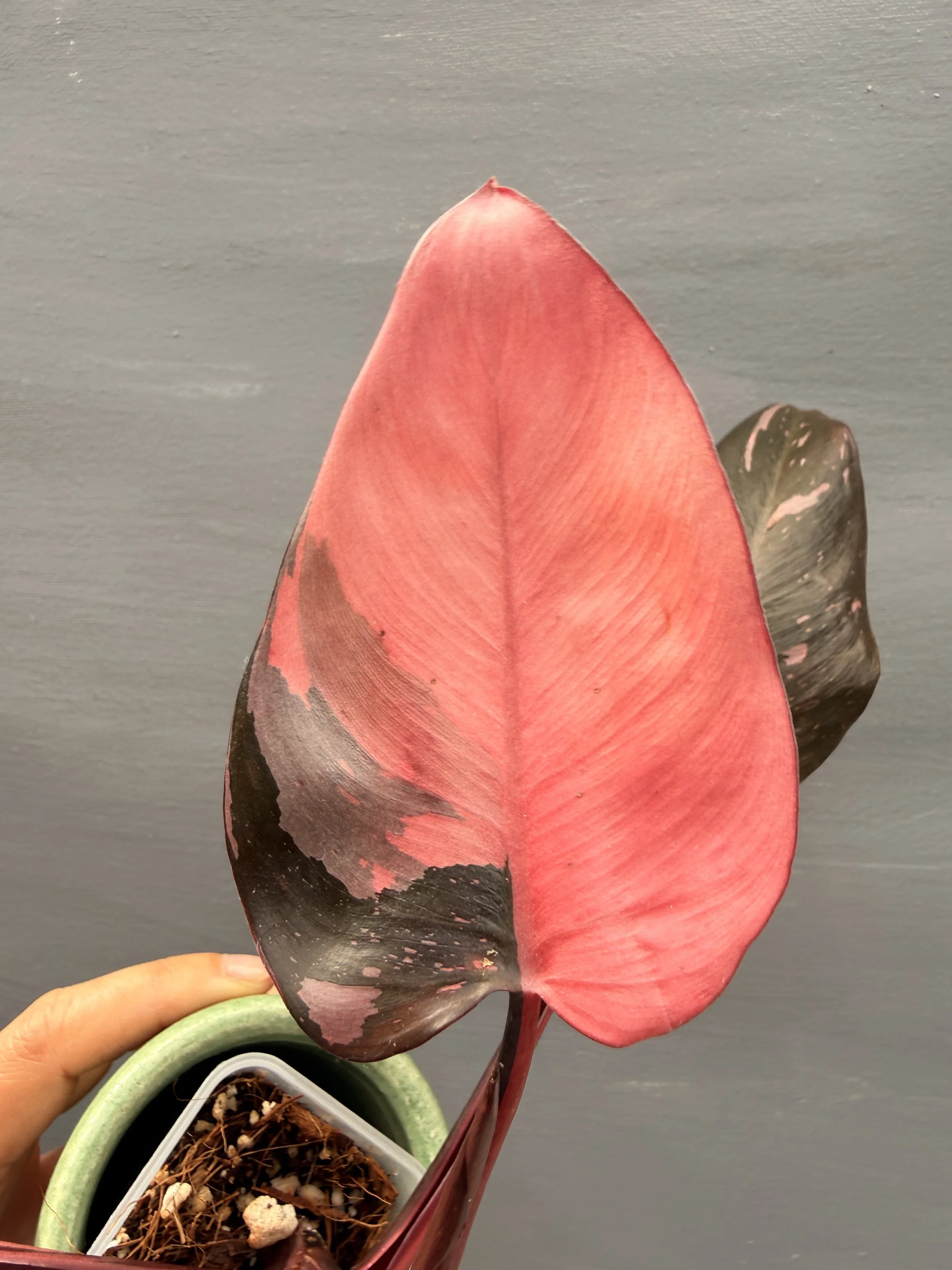 Philodendron ‘Pink Princess’ PSP-239