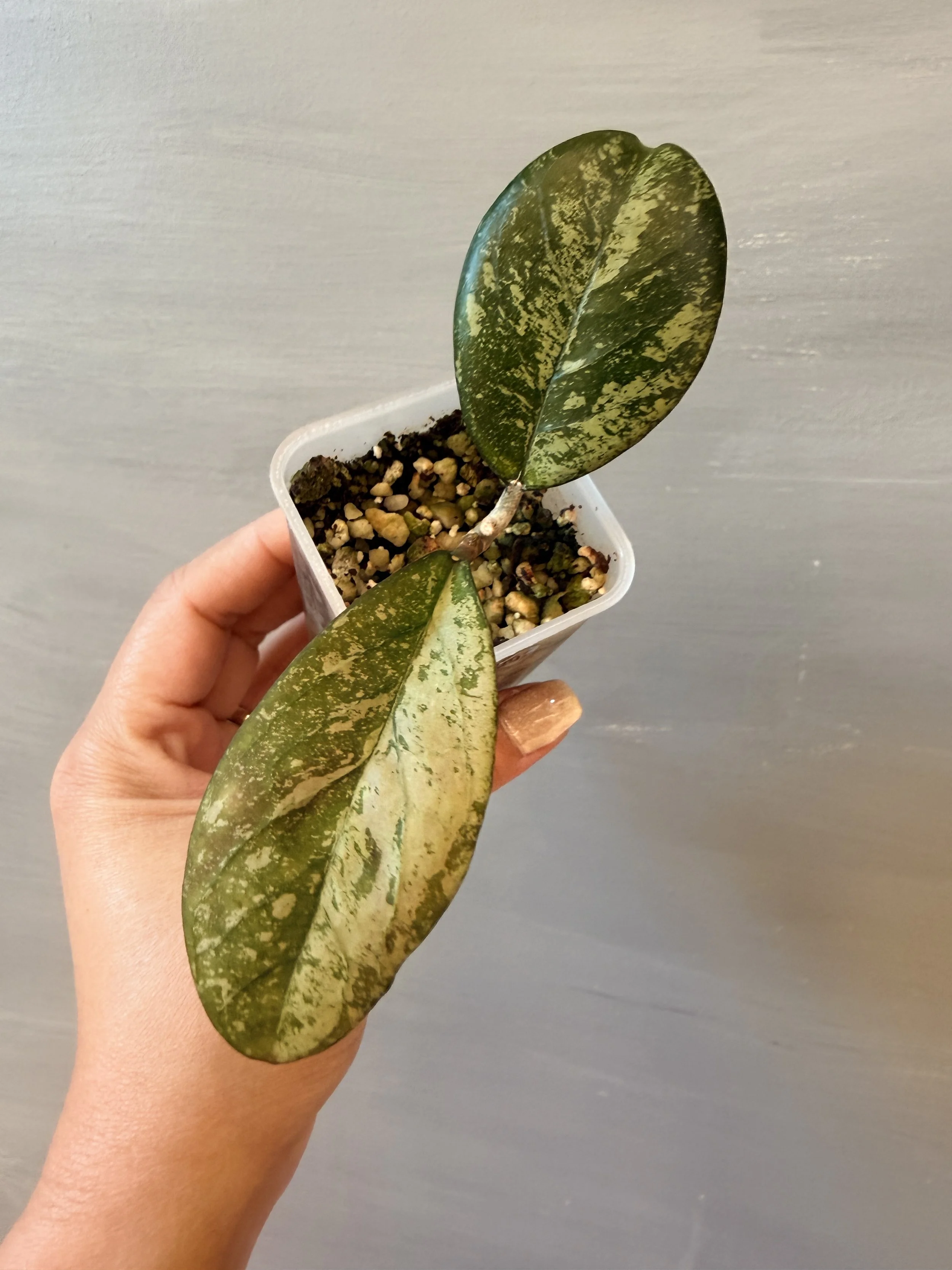 Hoya ‘Meena Silver’ PSP-297