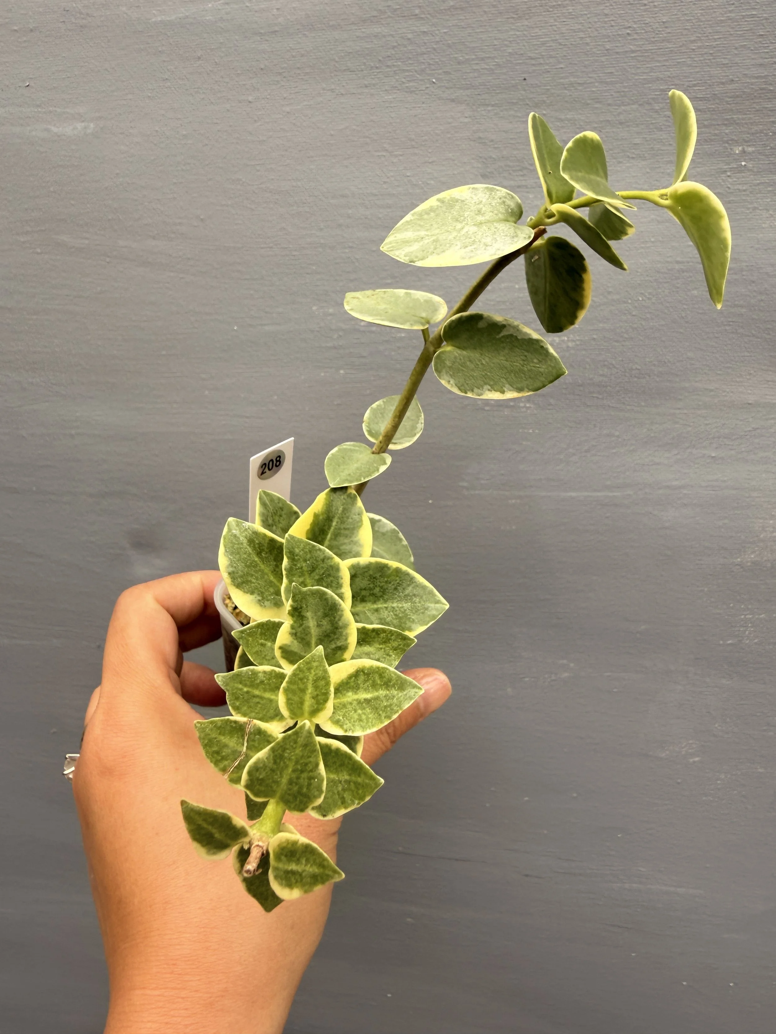 Hoya cummingiana 'Albo' PSP-208