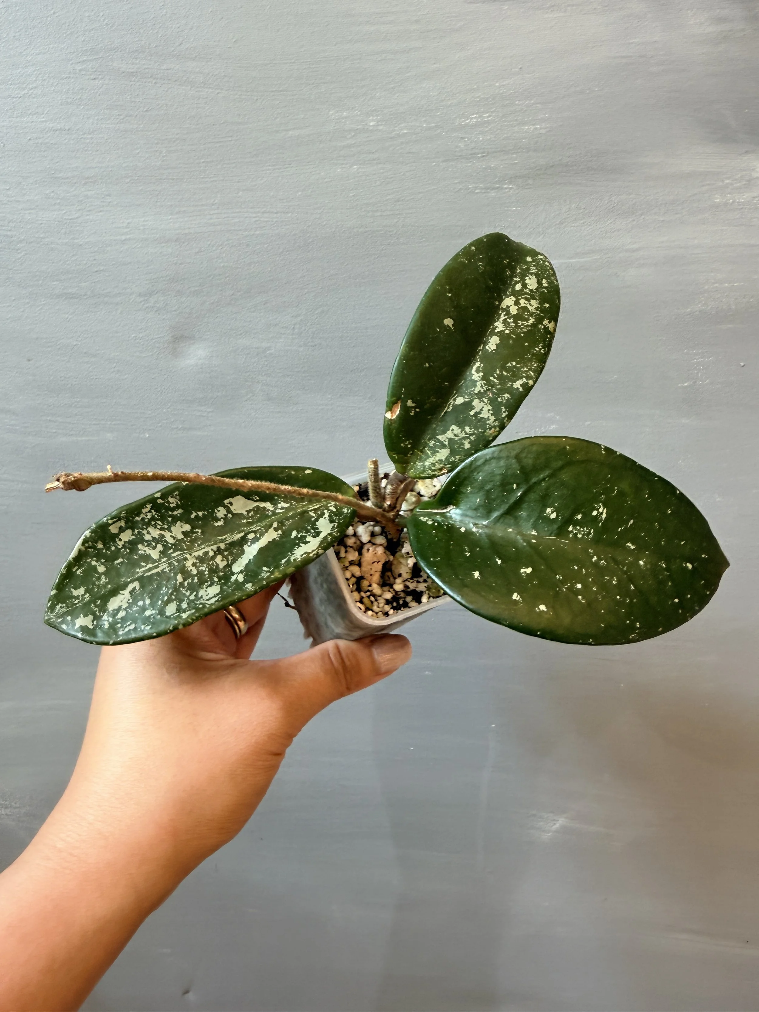 Hoya carnosa ‘Freckles Splash’ PSP-598