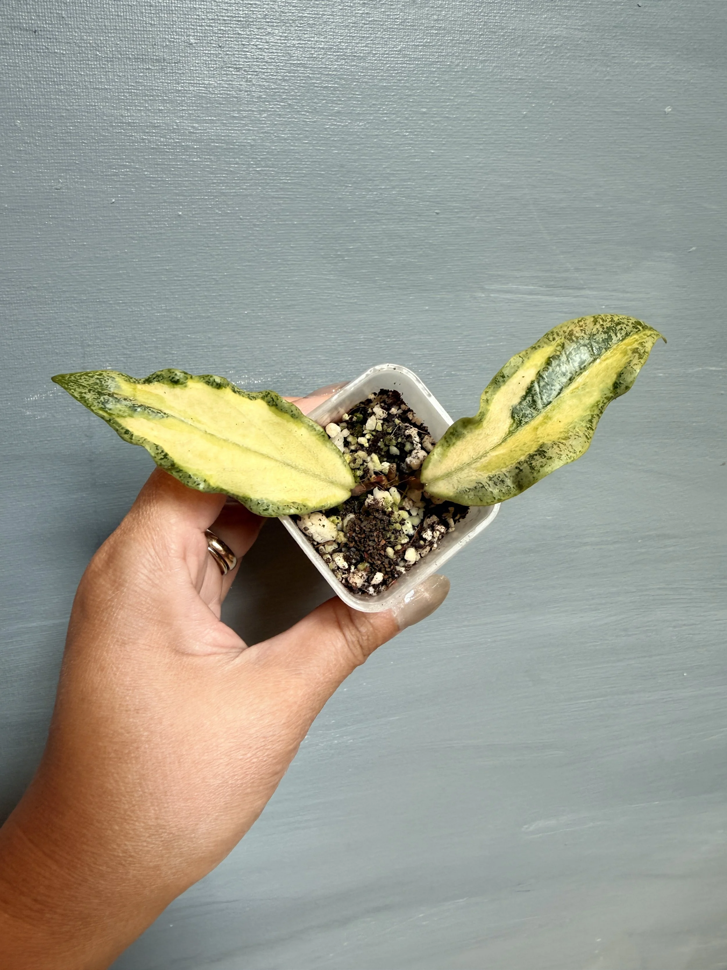 Hoya jita ‘Autumn Guava’  PSP-441