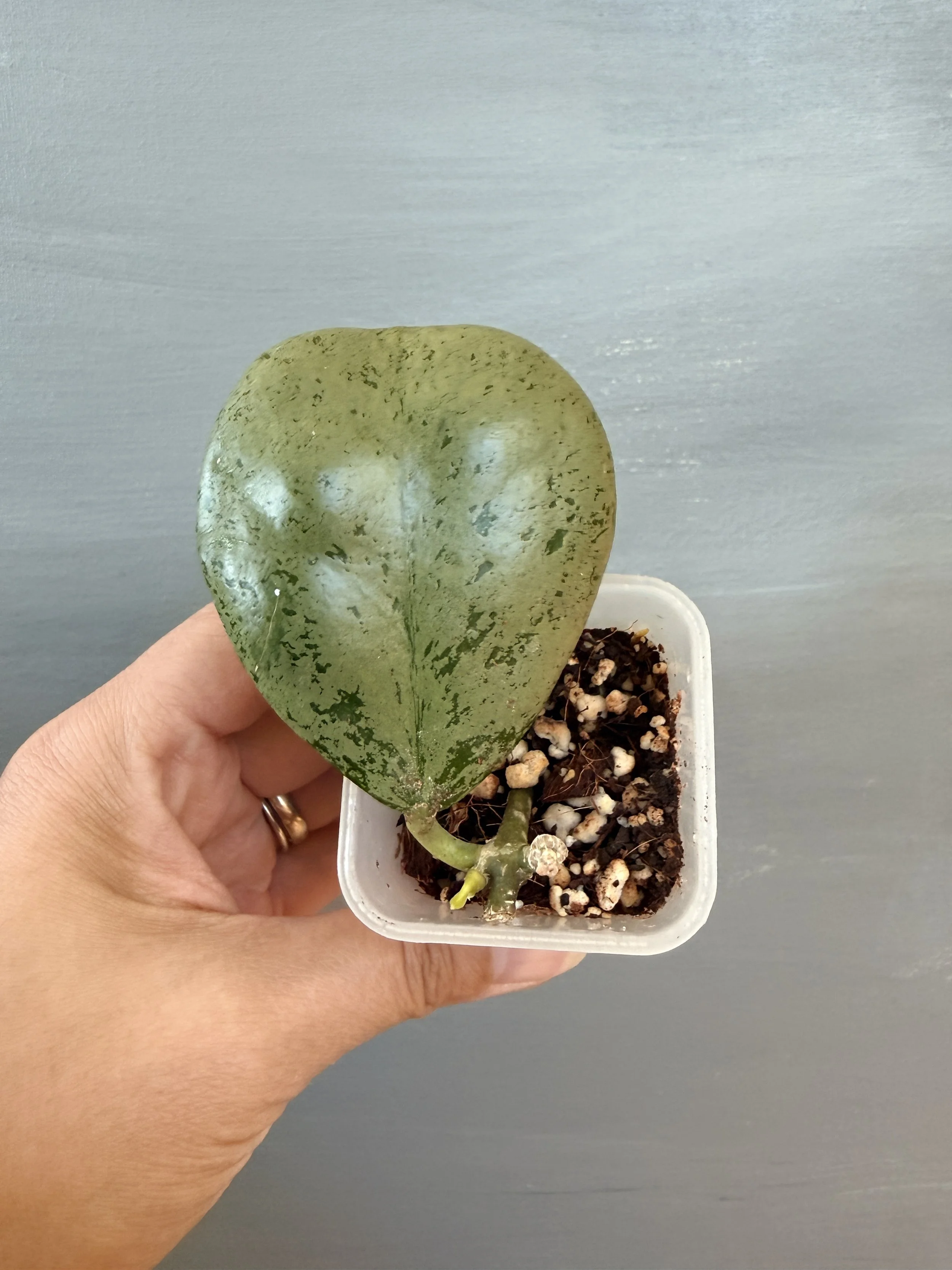 Hoya sp. Chiang Dao Silver PSP-367