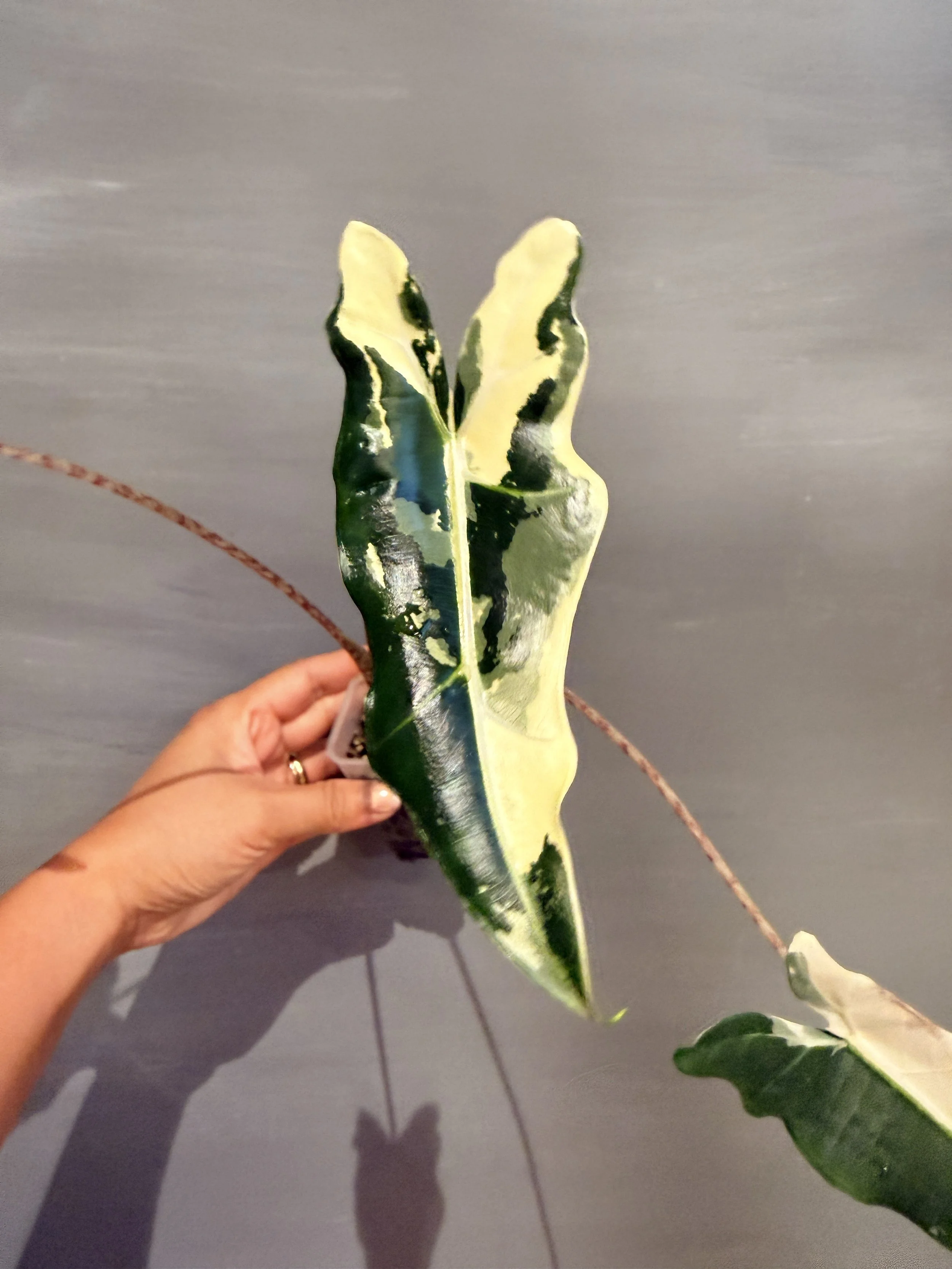 Alocasia Sarian Albo PSP-417