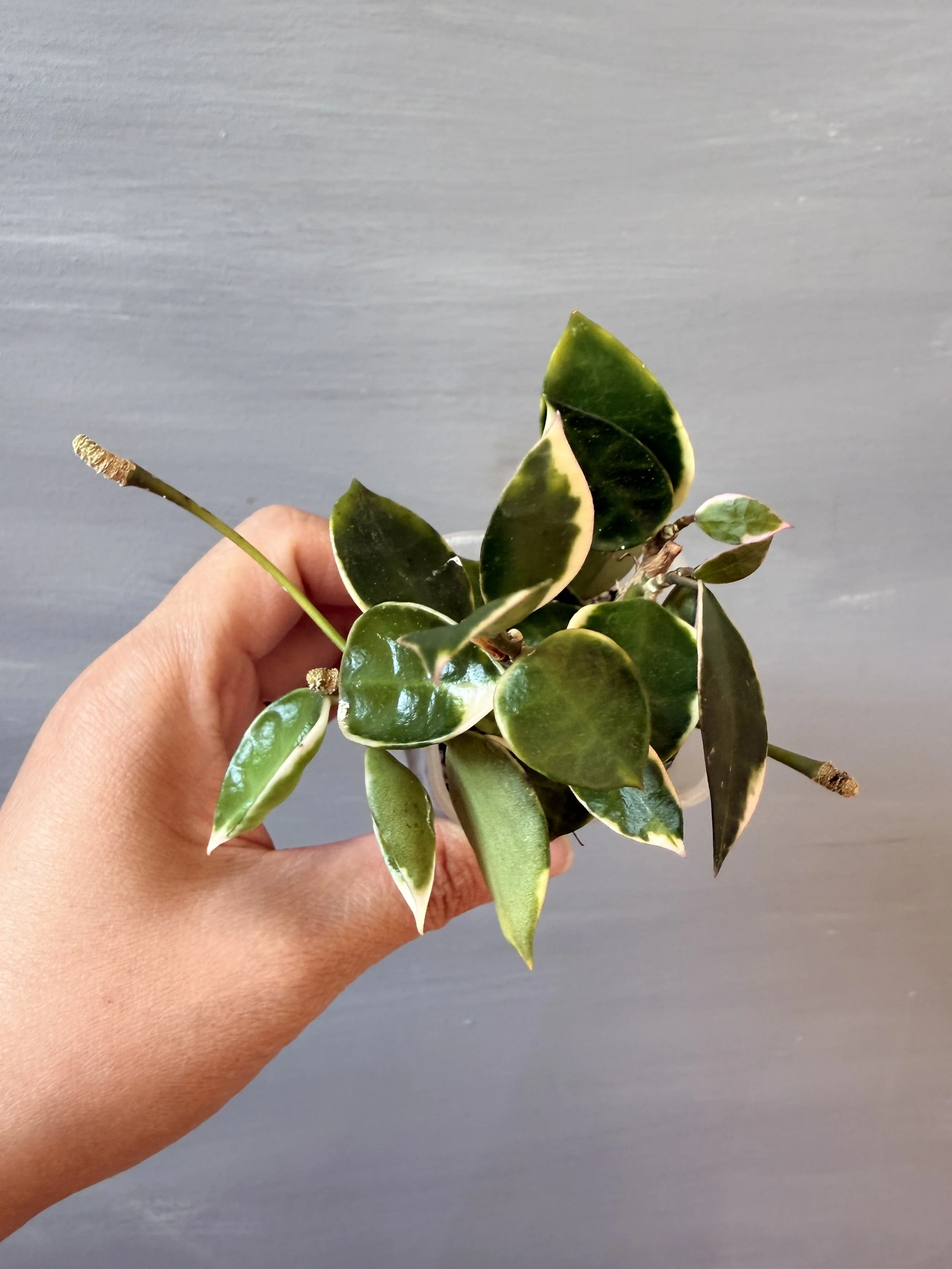 Hoya lacunosa ‘Asami’ Clone 1 PSP-523