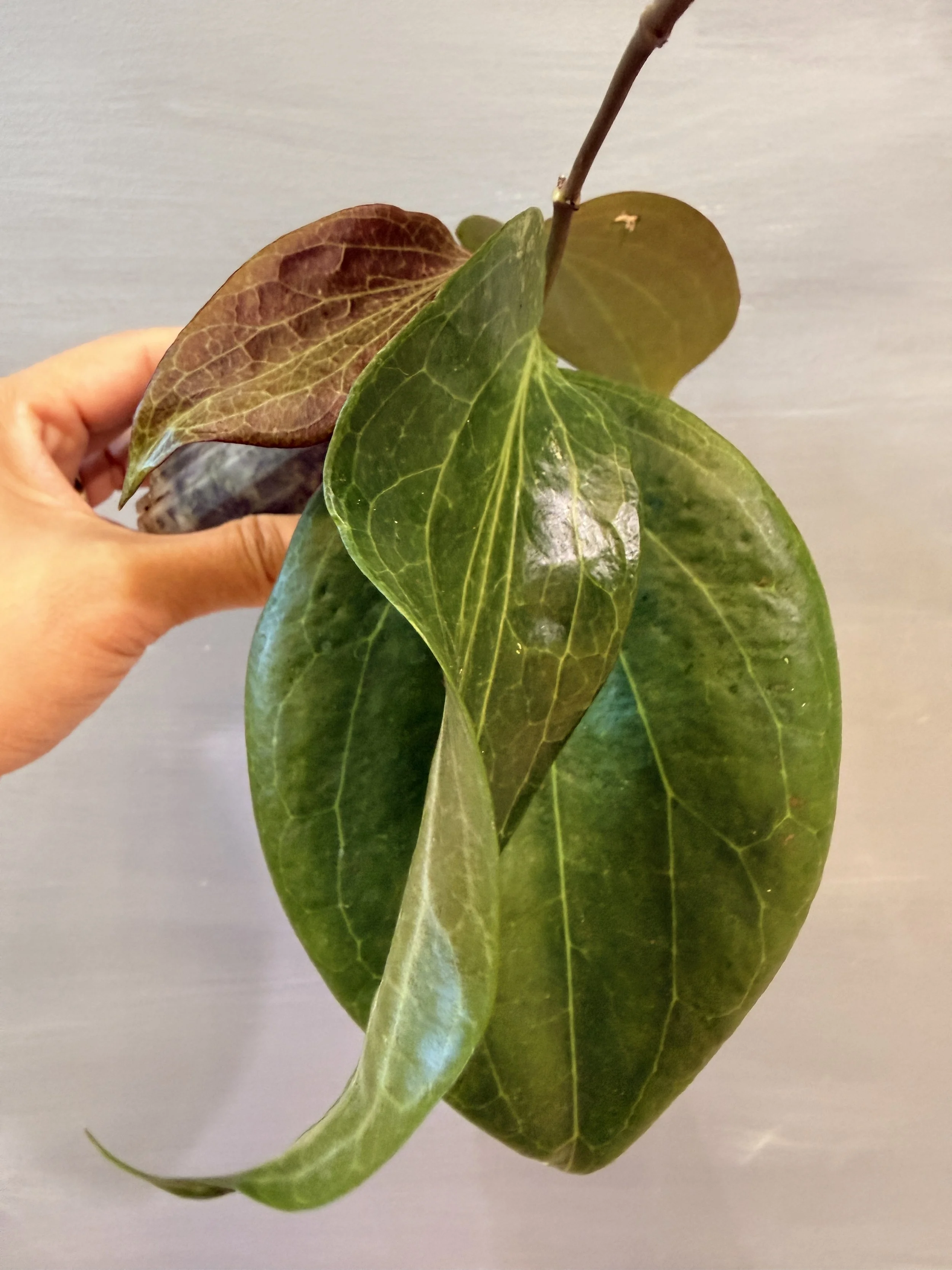 Hoya marginata (IML 1727) PSP-535