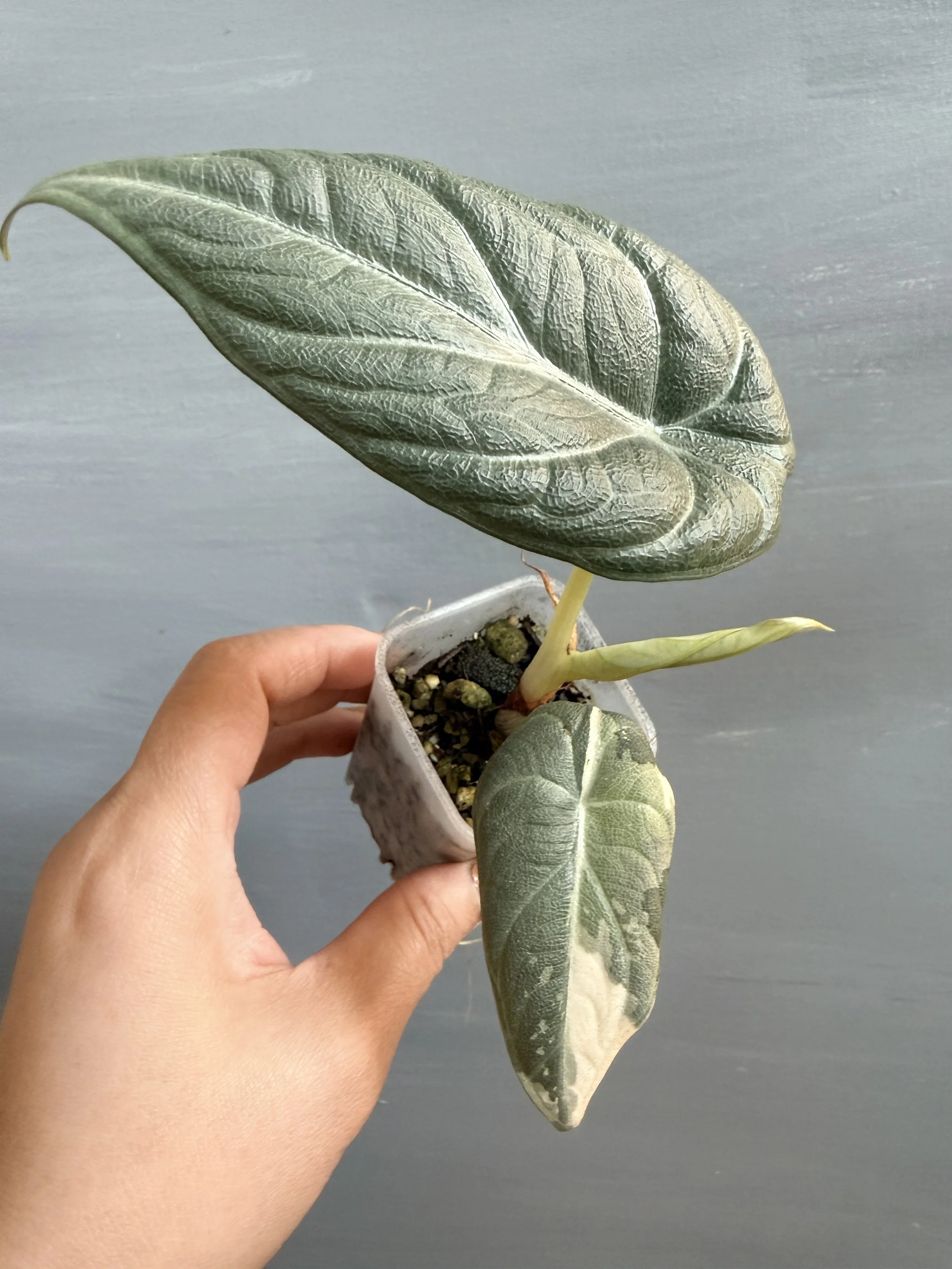 Alocasia maharani Albo PSP-402