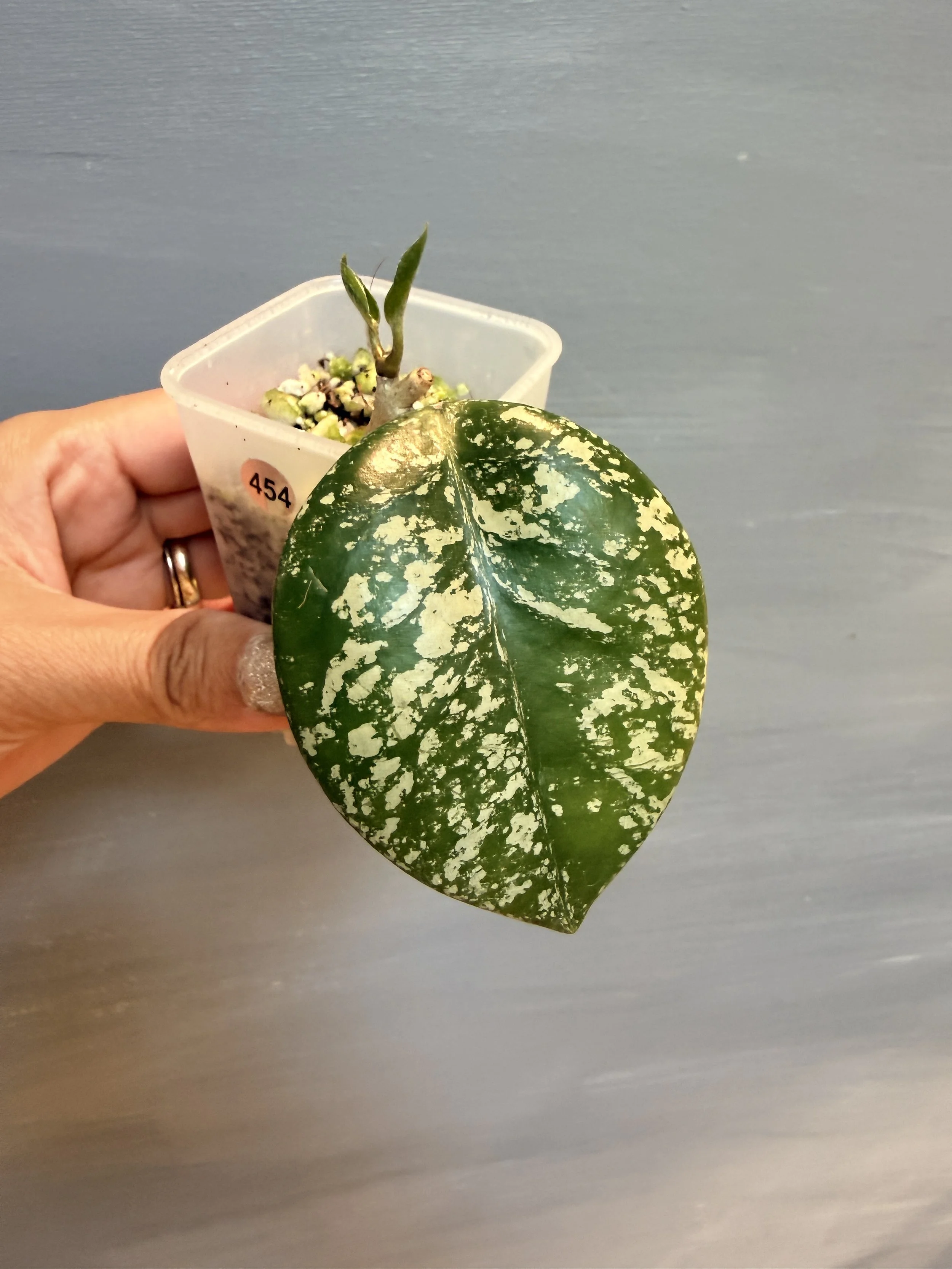 Hoya carnosa ‘Freckles Splash’ PSP-454