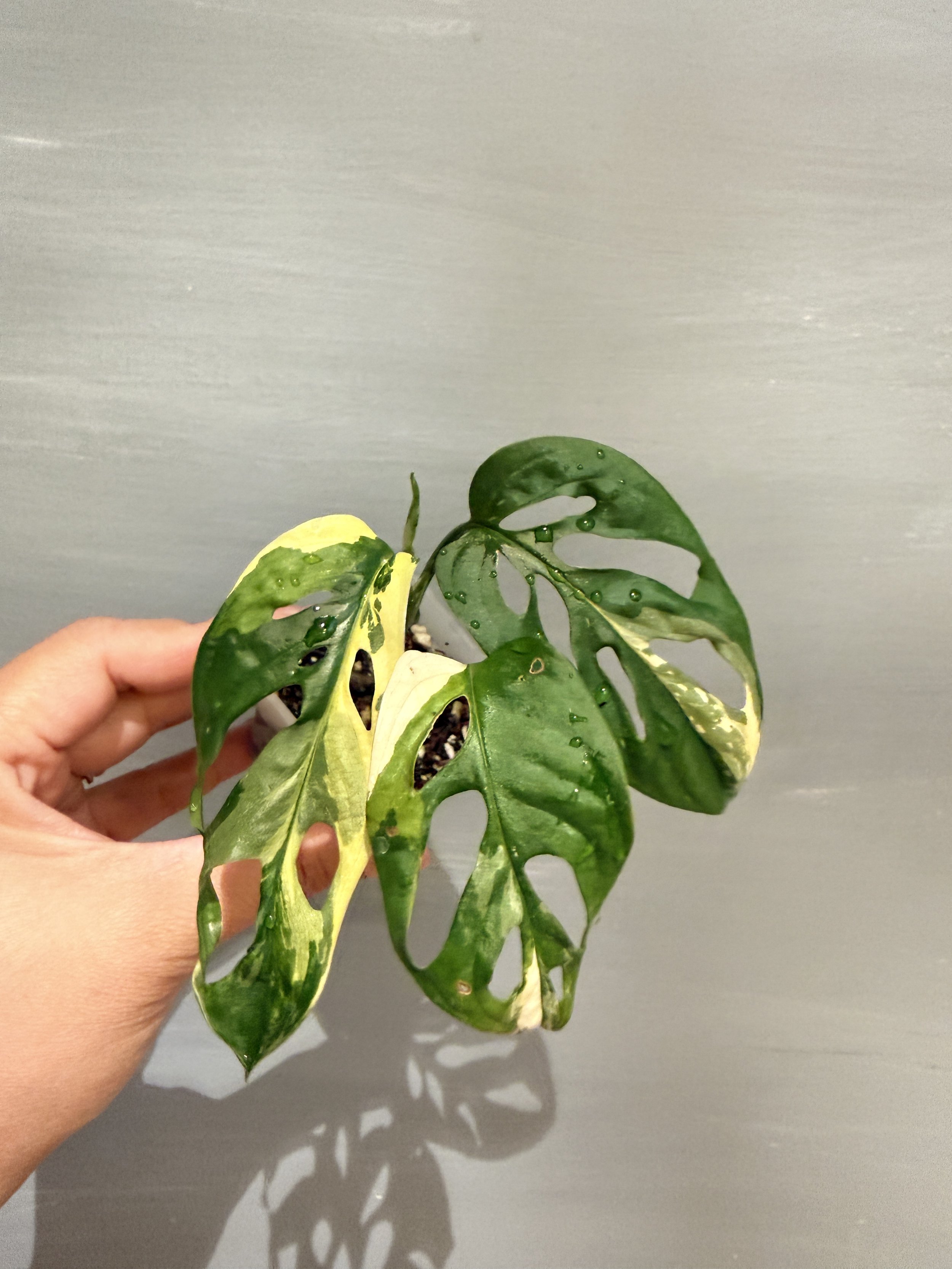 Monstera adansonii 'Japanese Tricolor' PSP-410