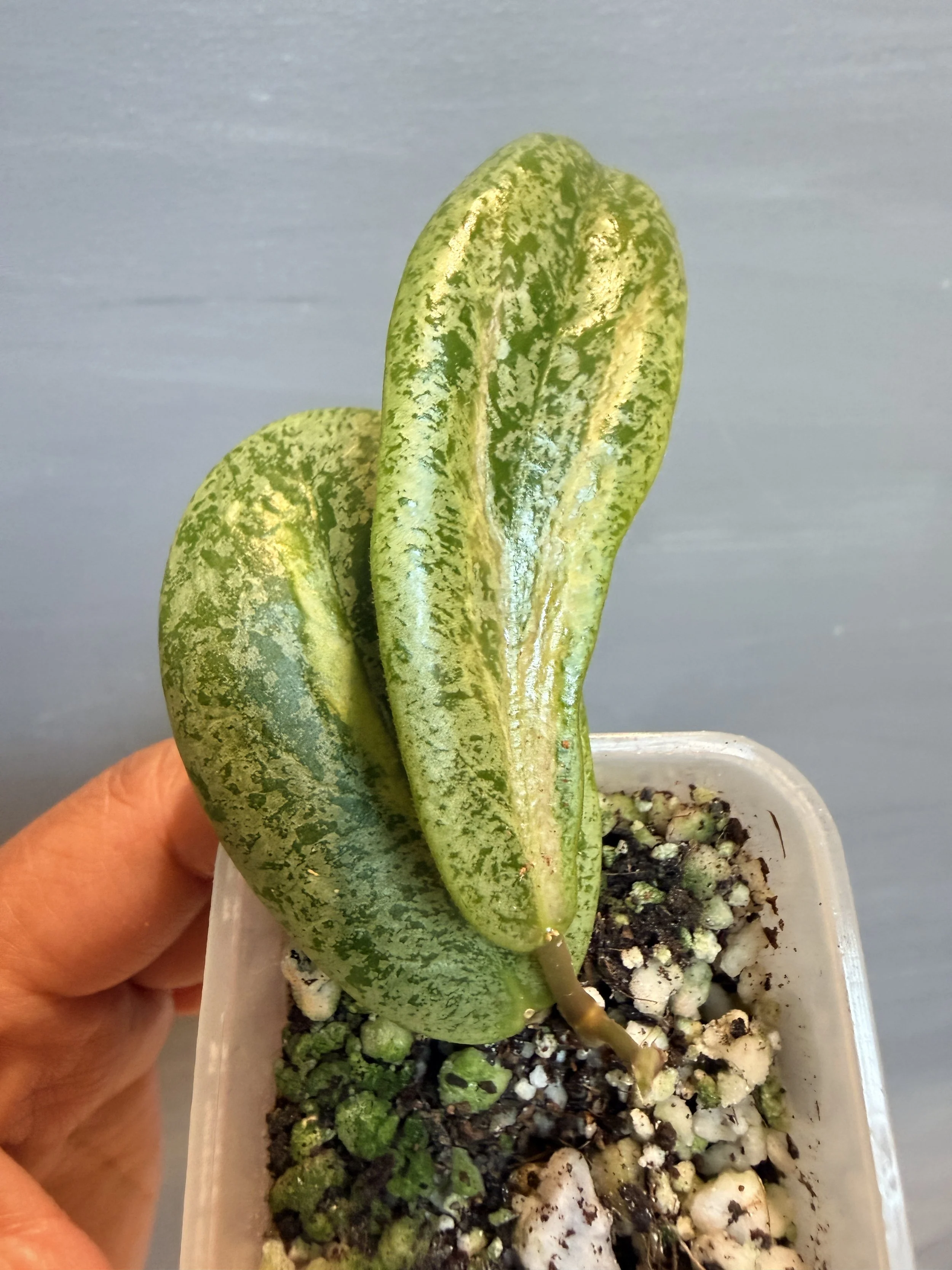 Hoya jita ‘Autumn Guava’ PSP-458