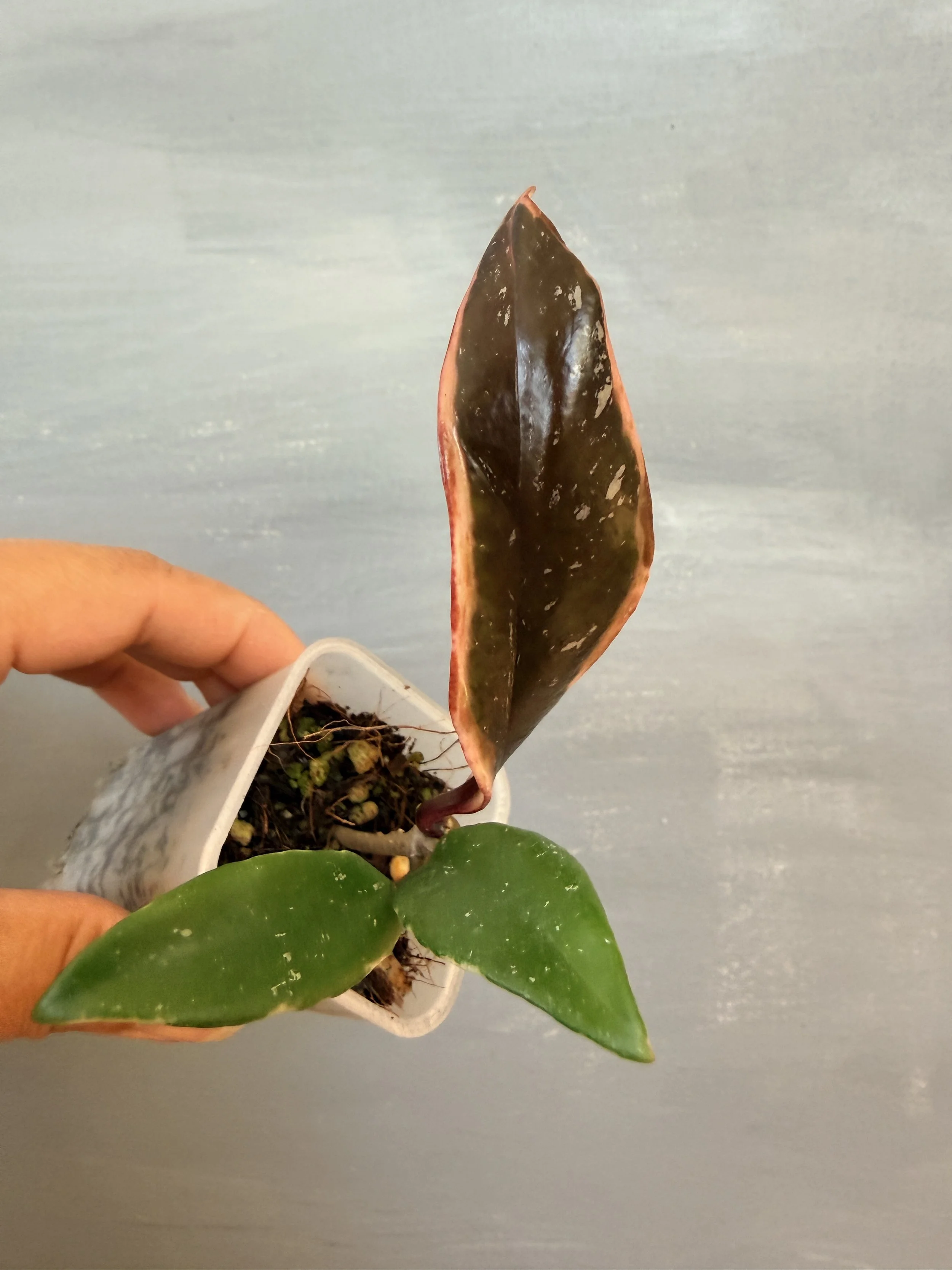 Hoya pubicalyx ‘Royal Hawaiian Purple’ Albo Splash PSP-363
