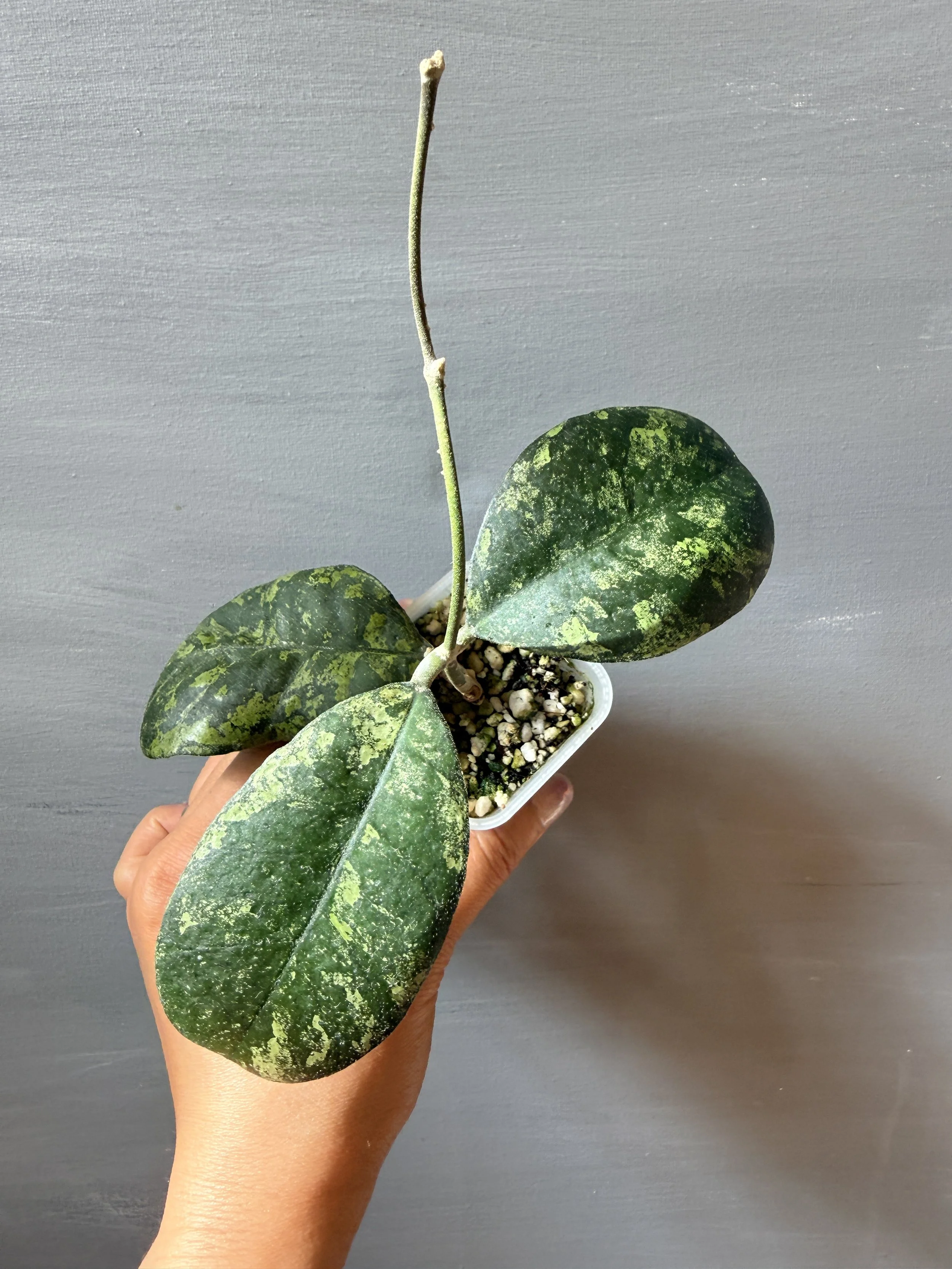 Hoya deykeae ‘Morning Dew’ PSP-536