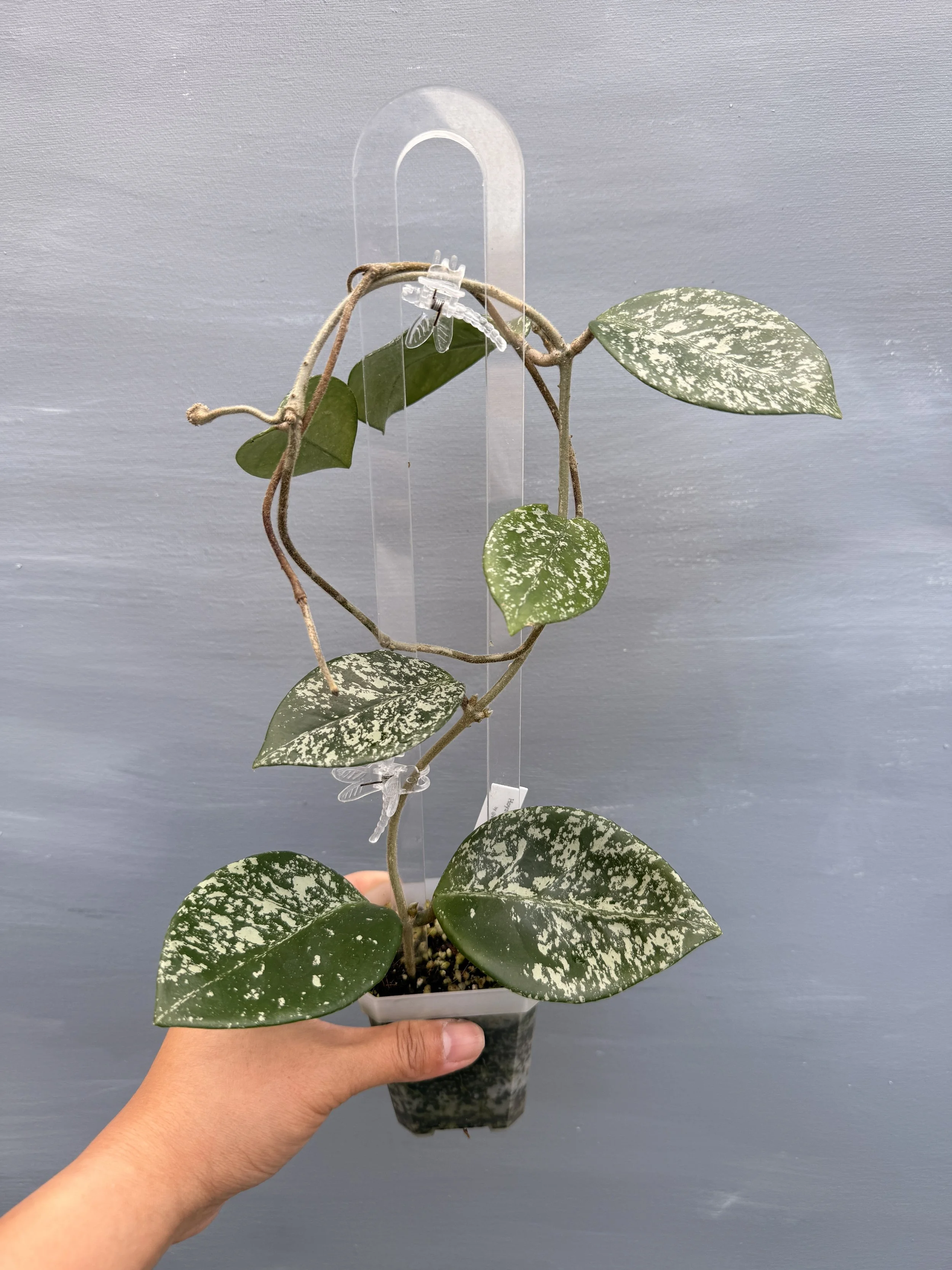 Hoya carnosa ‘Freckles Splash’ PSP-253