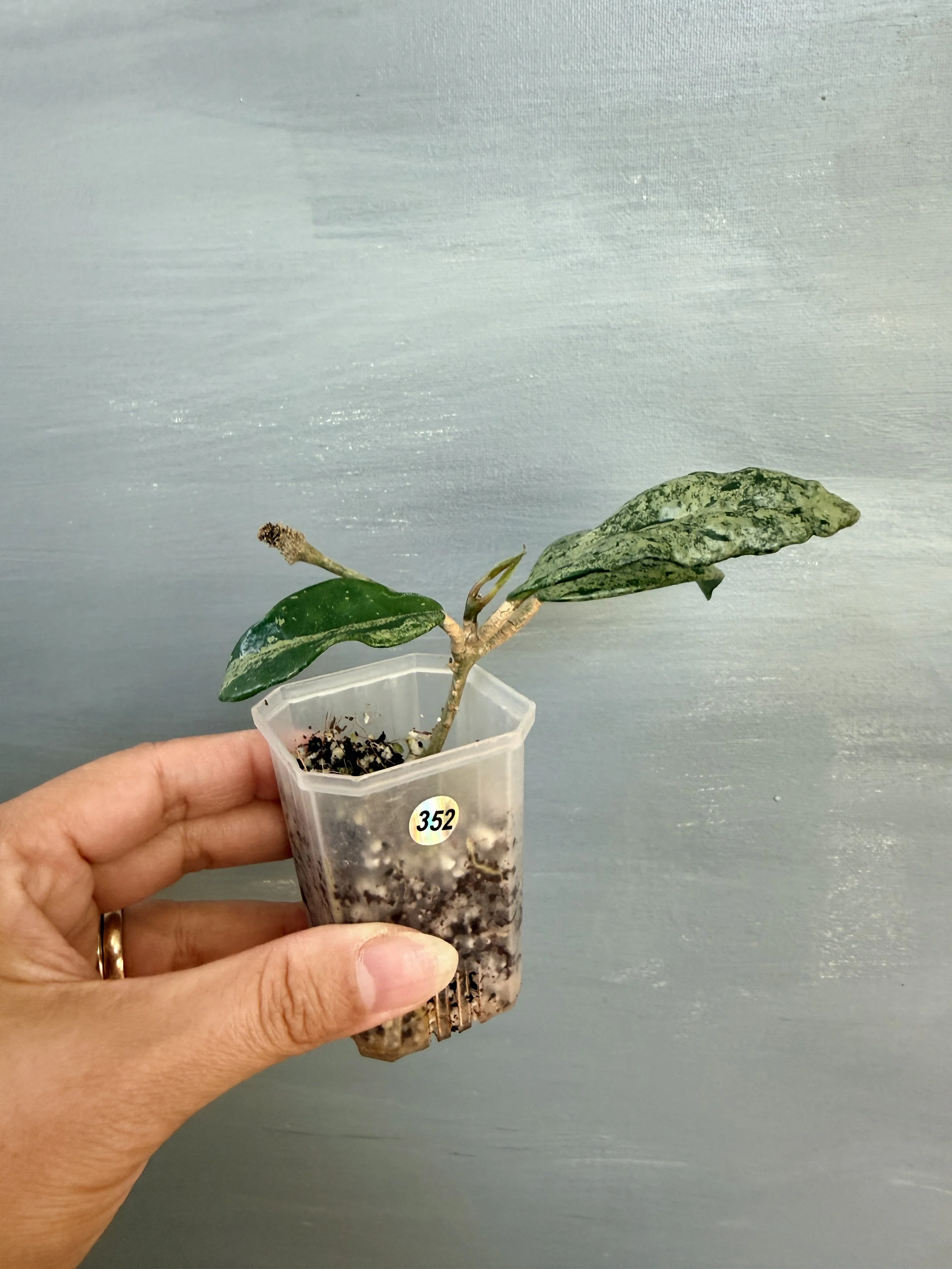 Hoya Wilbur Graves China PSP-352