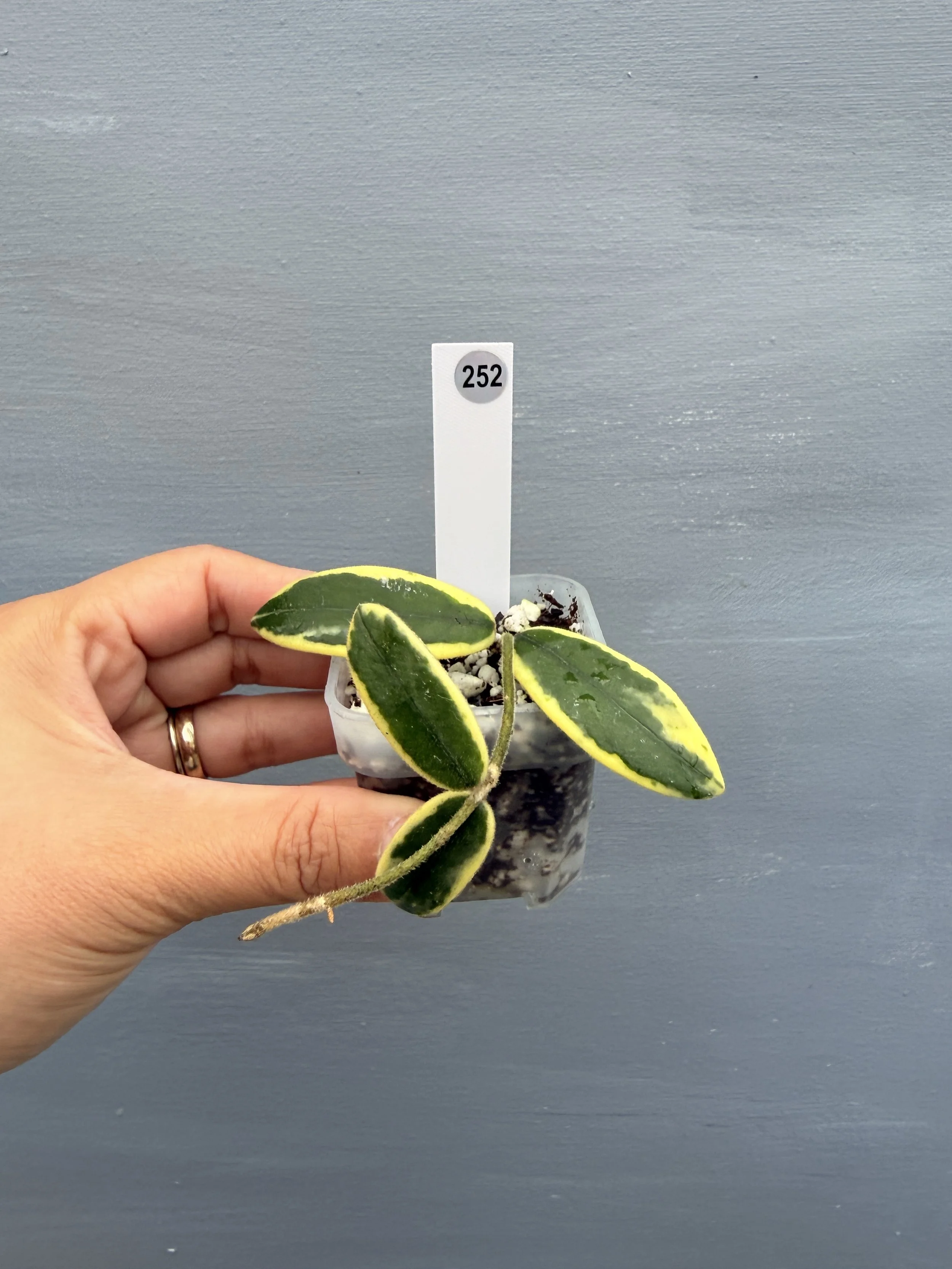 Hoya lyi ‘Prism’ PSP-252