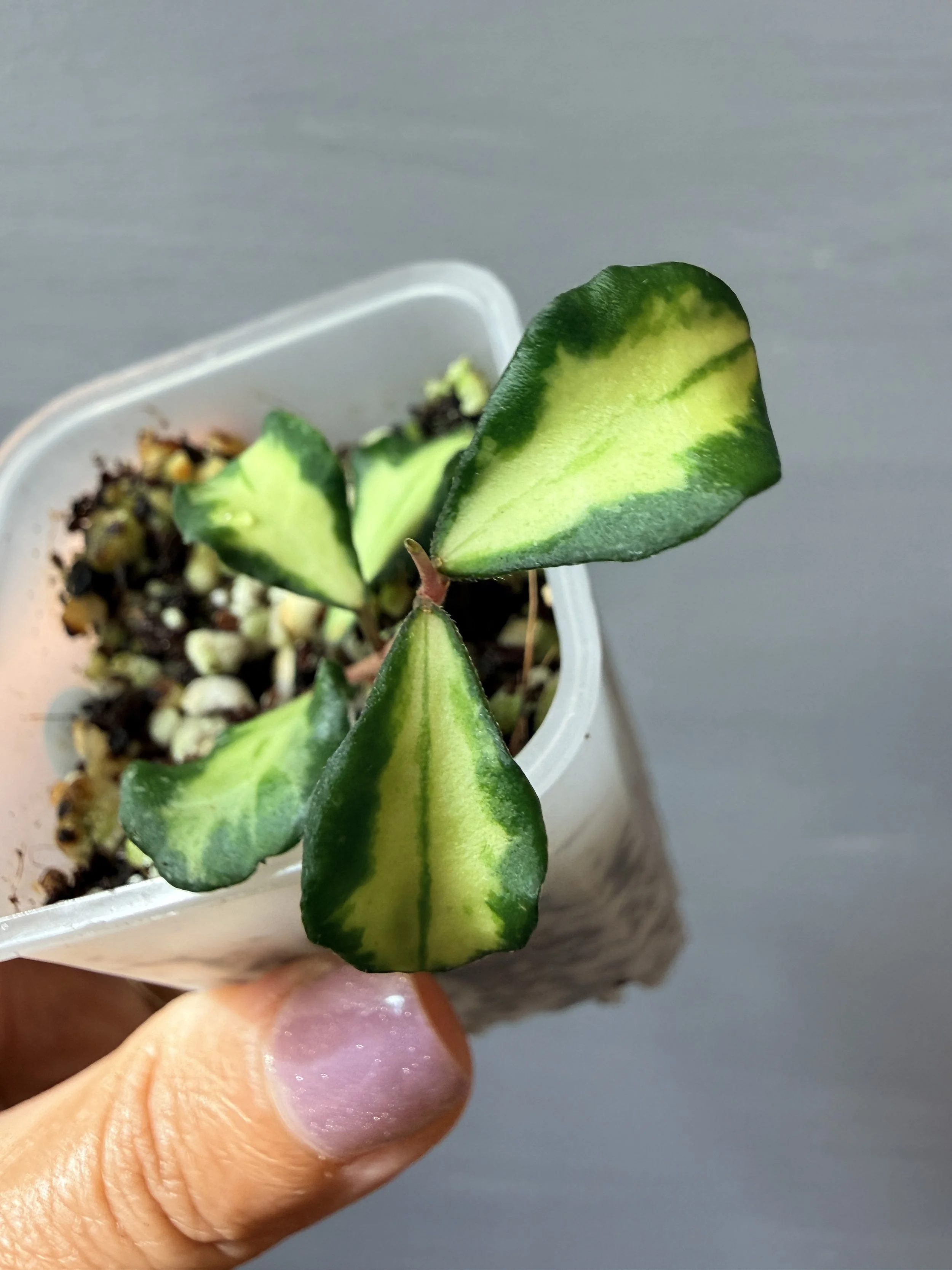 Hoya kanyakumariana Variegata PSP-594