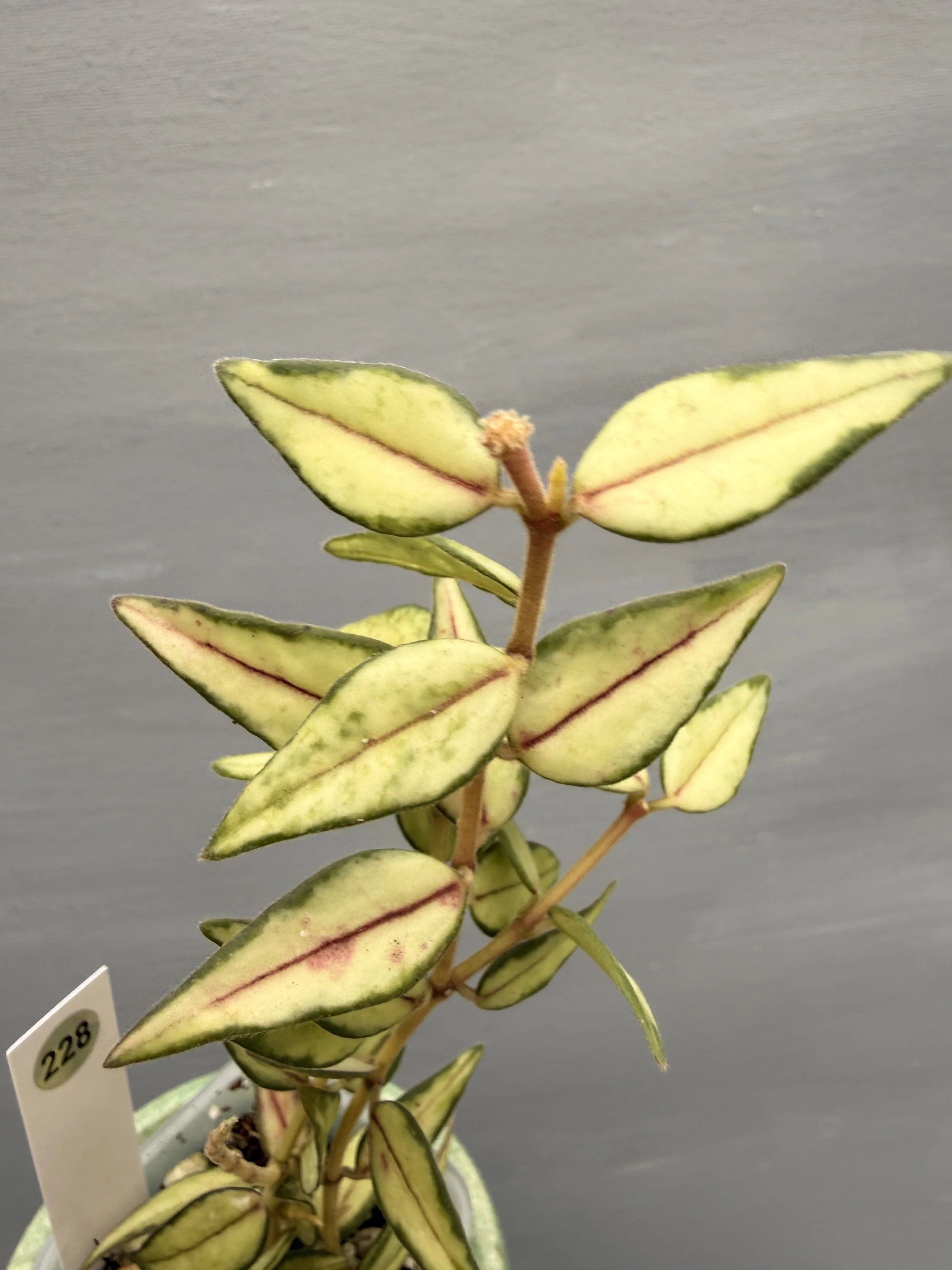 Hoya bella ‘Lida Buis’  PSP-228