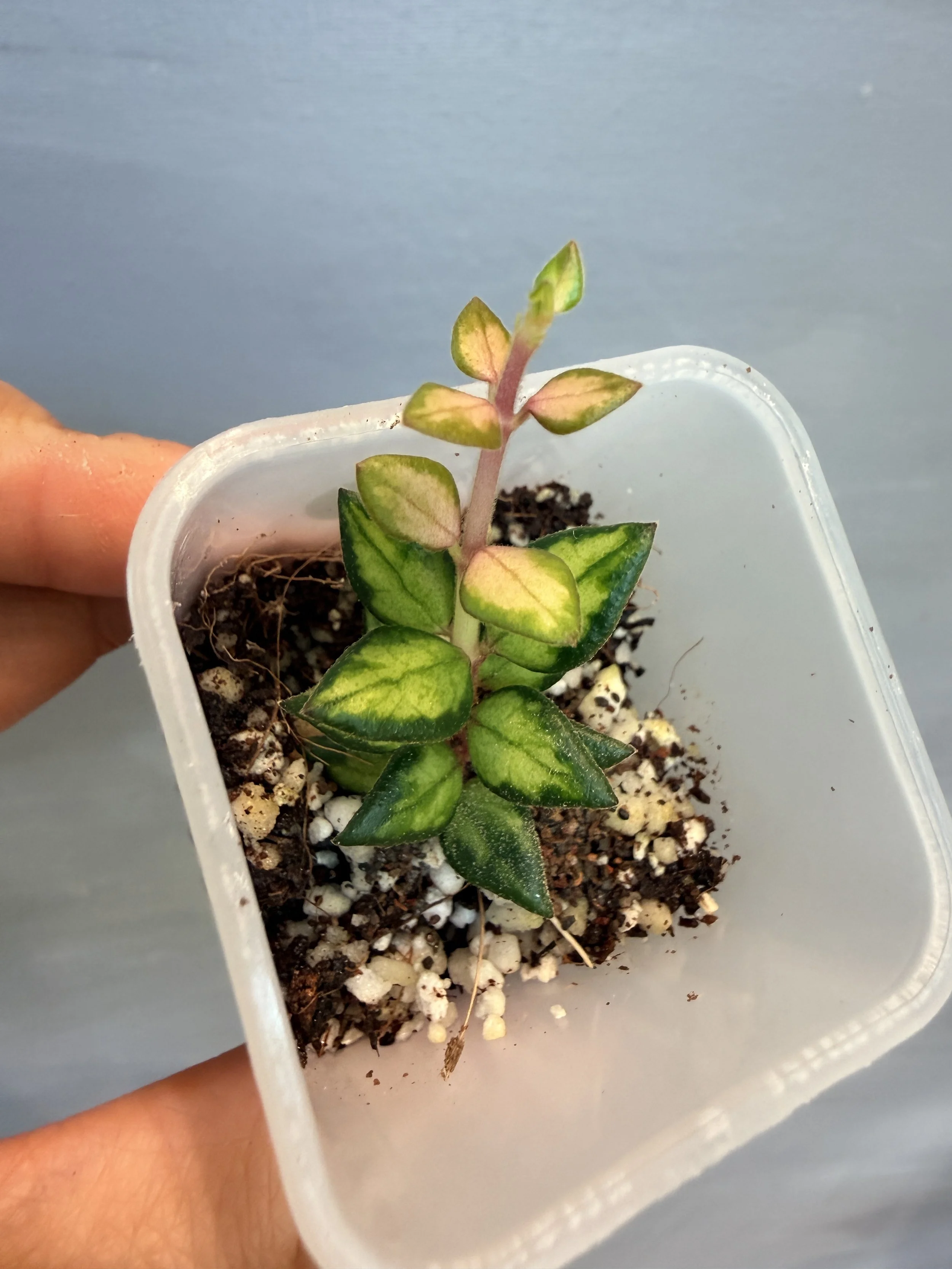 Hoya chinghungensis Variegated PSP-437