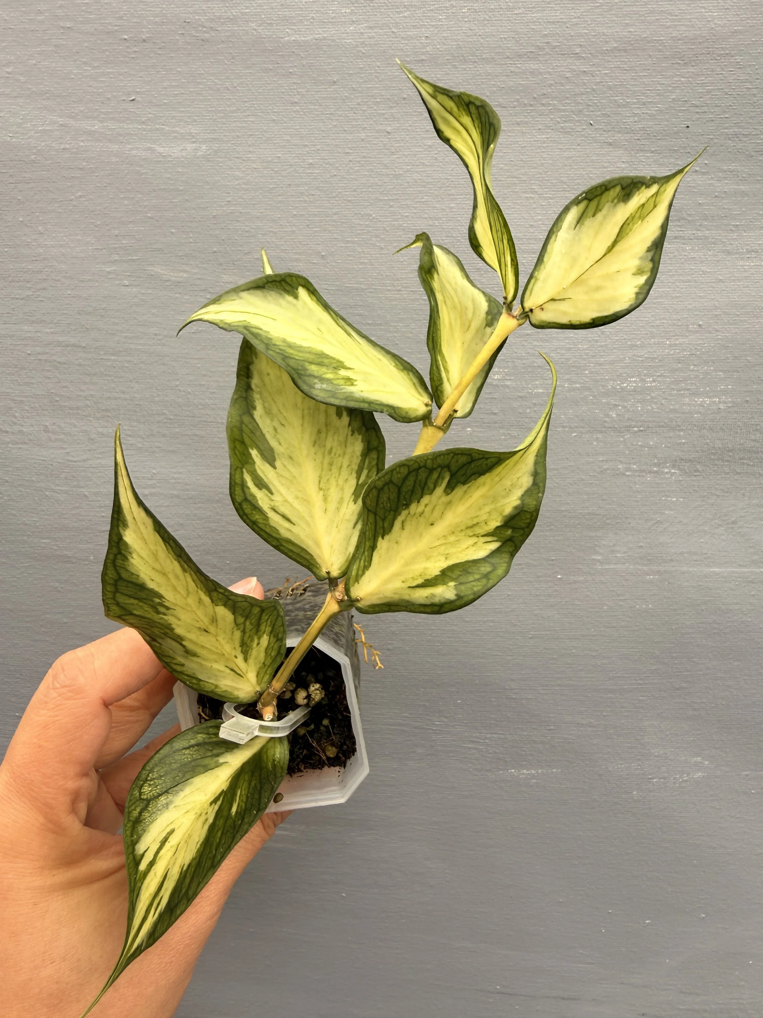 Hoya polyneura 'Inner Variegated' PSP-205