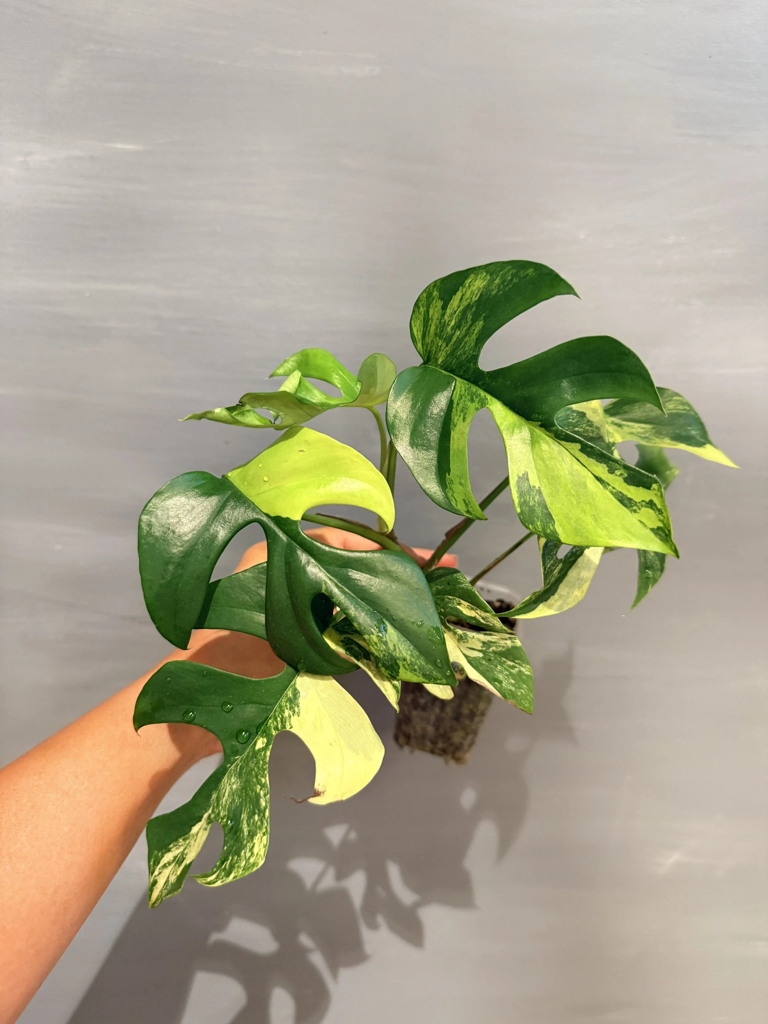 Rhaphidophora tetrasperma Variegata PSP-506