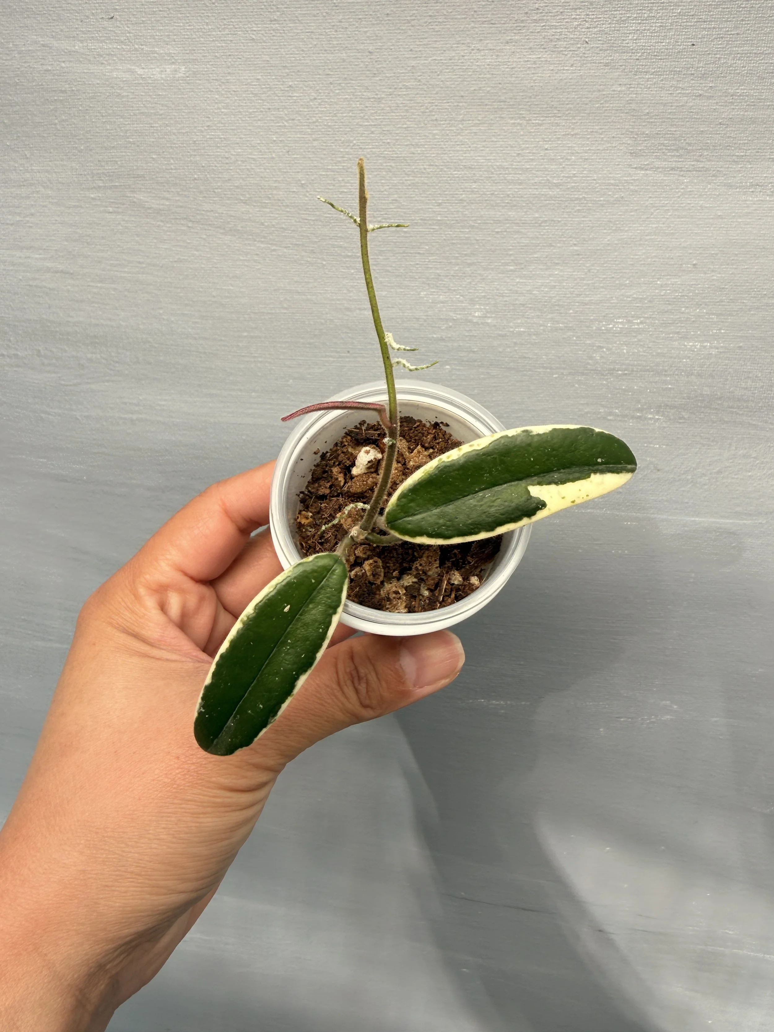 Hoya lyi ‘Prism’ PSP-119