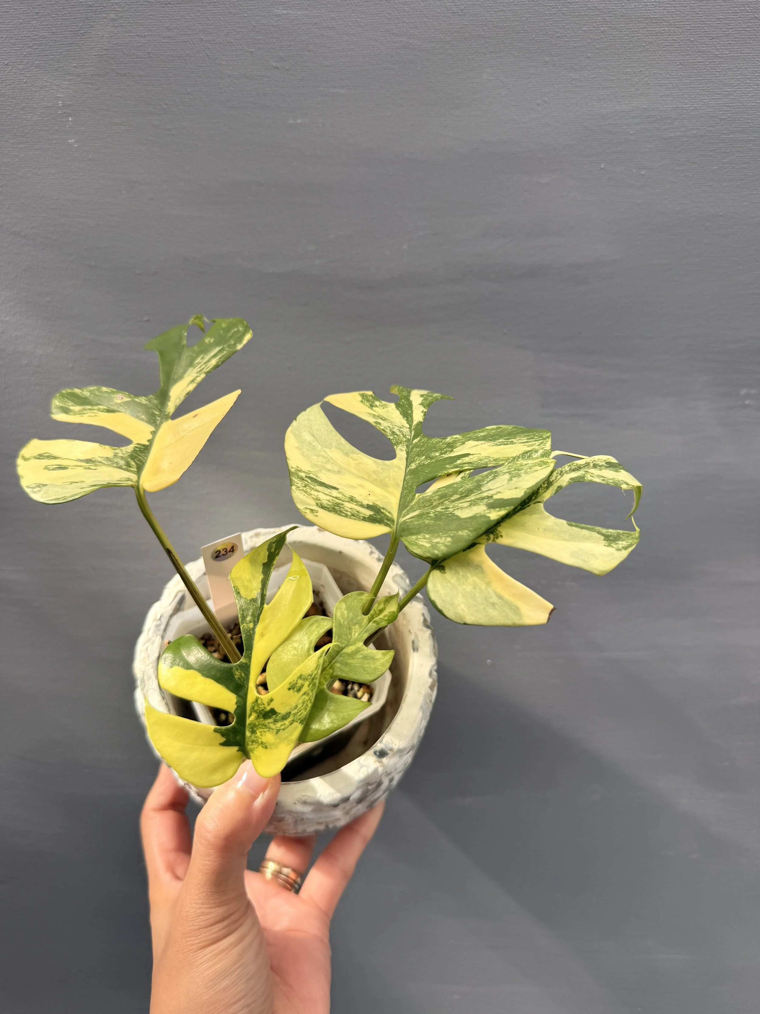 Rhaphidophora tetrasperma ‘Variegated’ PSP-234