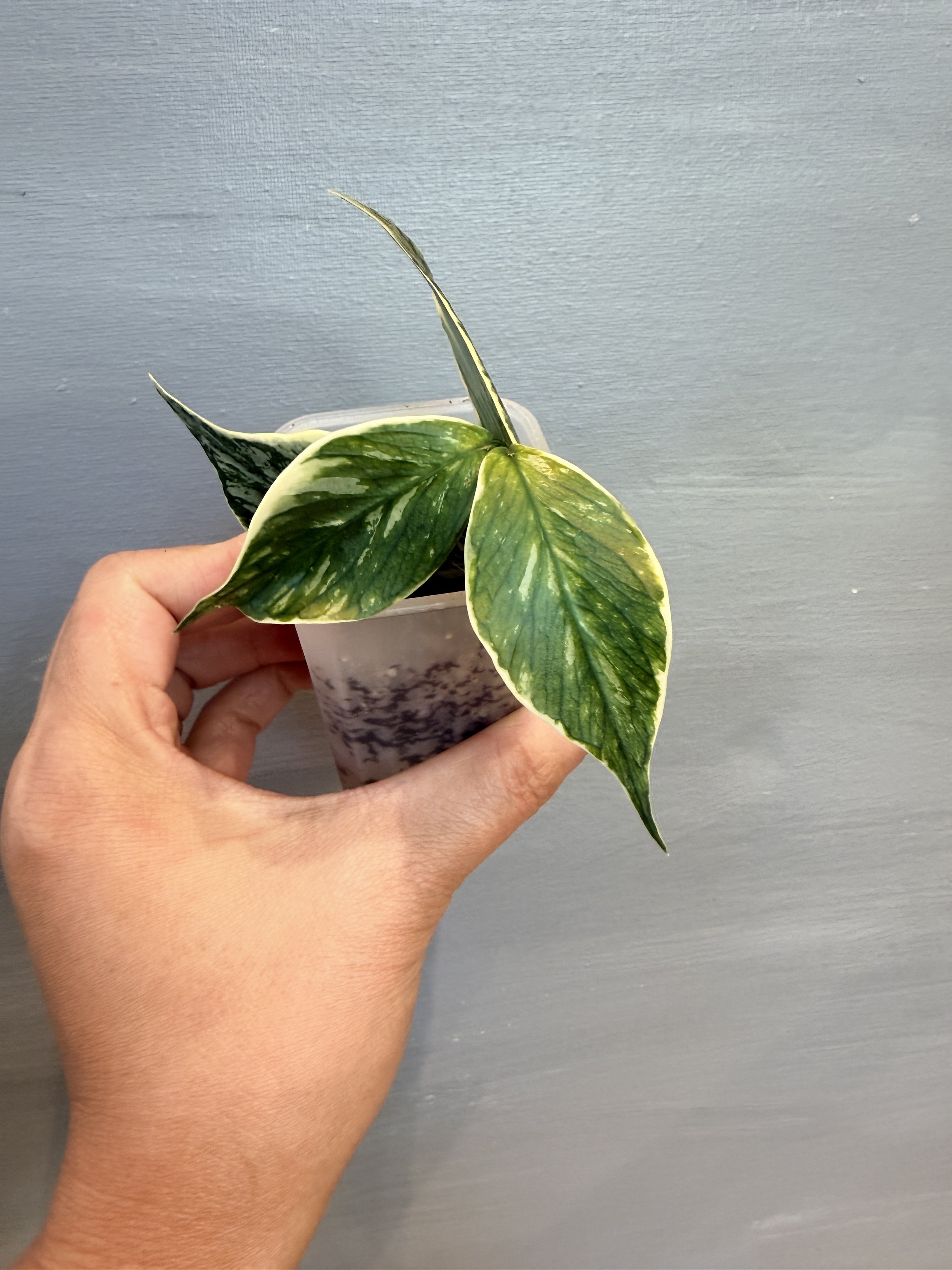 Hoya polyneura ‘Jasminka’ PSP-422