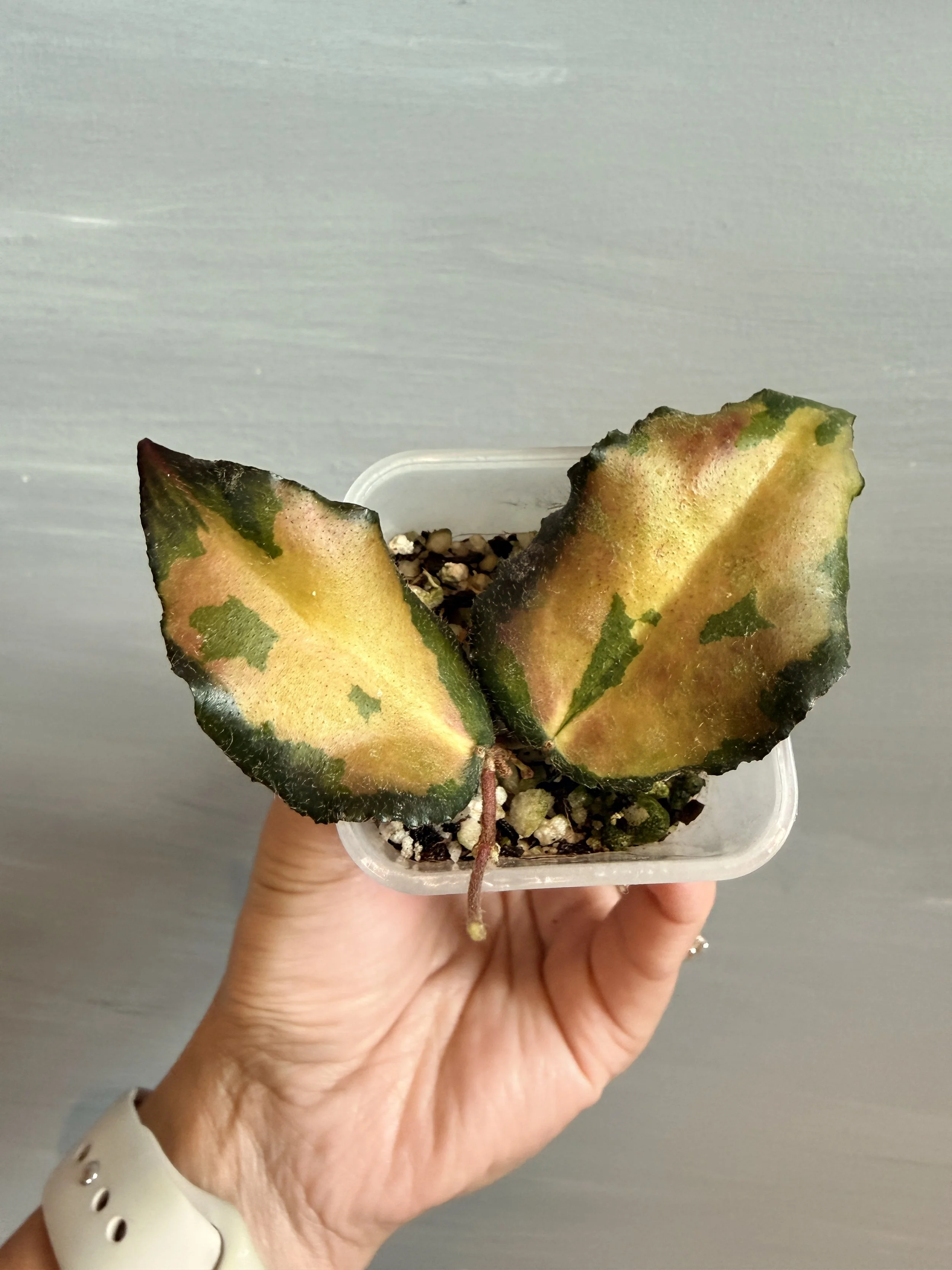 Hoya caudata ‘Variegata’ PSP-462