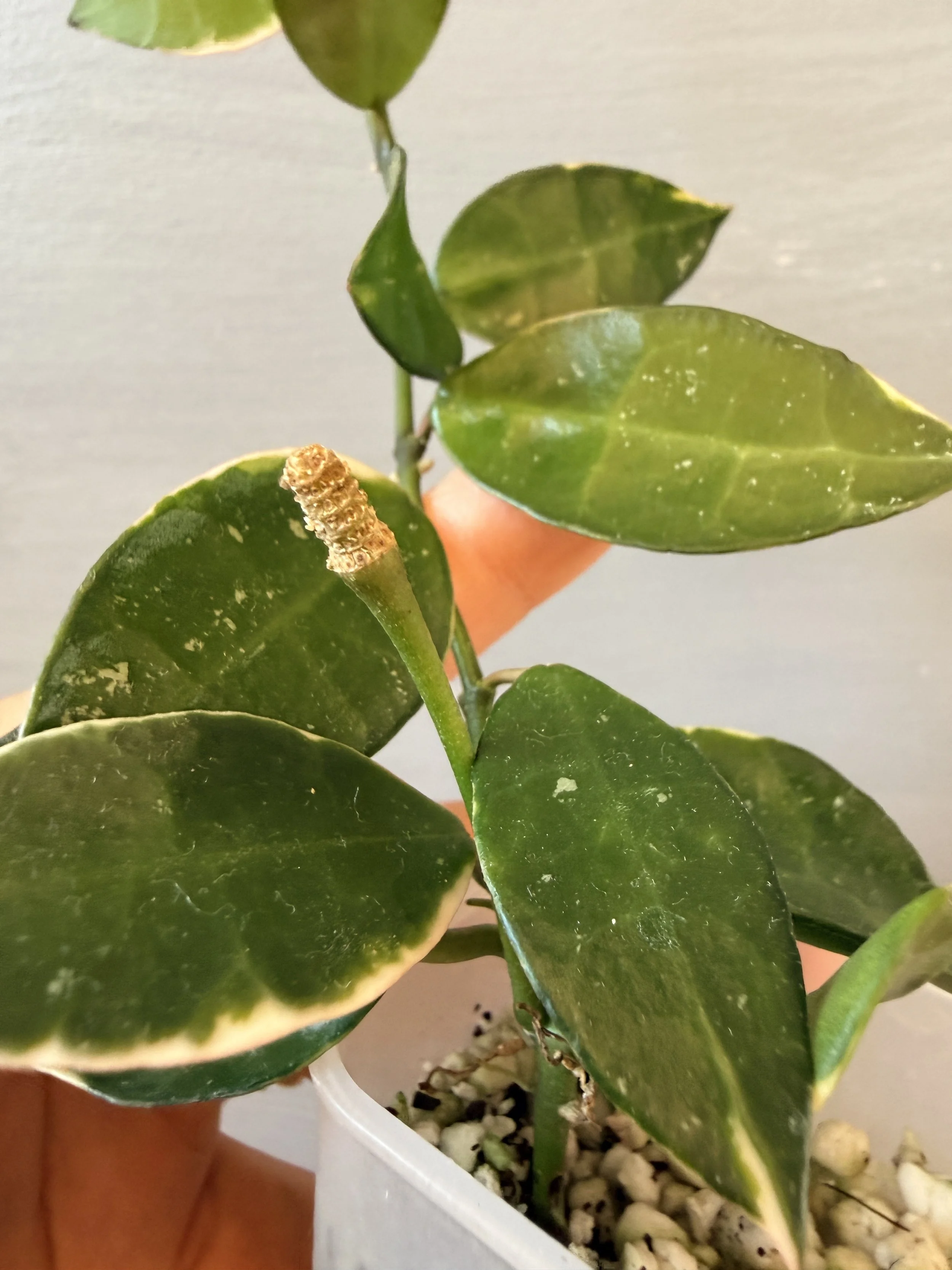 Hoya lacunosa ‘Asami’ Clone 1 PSP-526