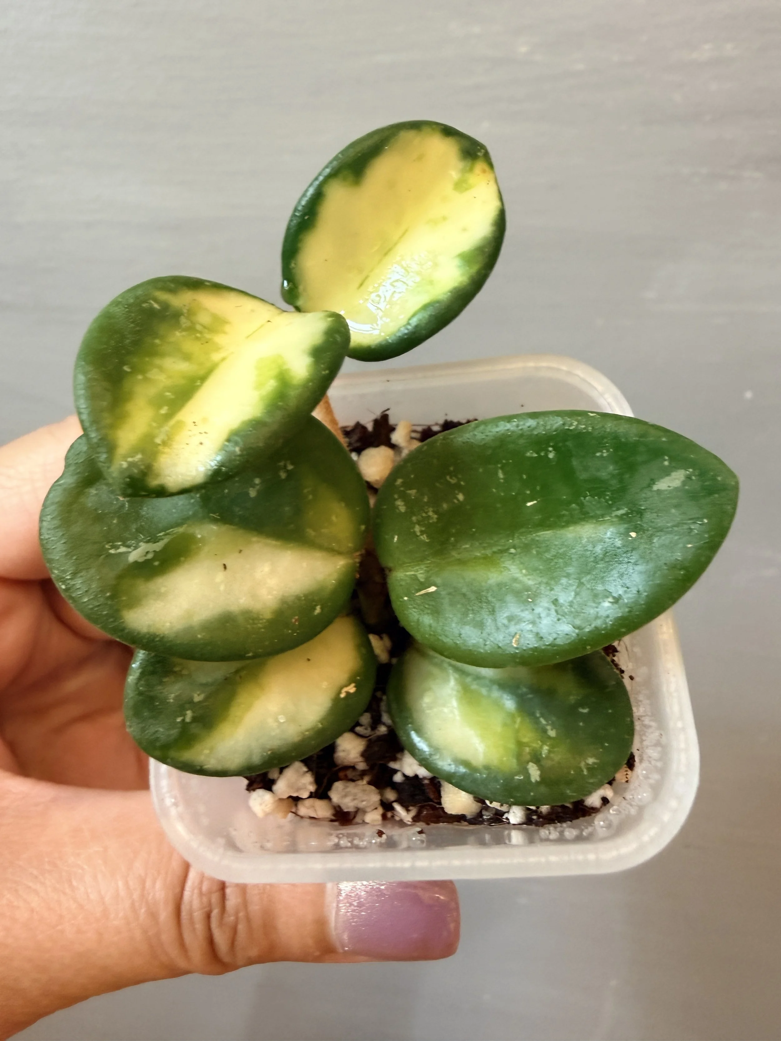 Hoya Mathilde Variegated PSP-600