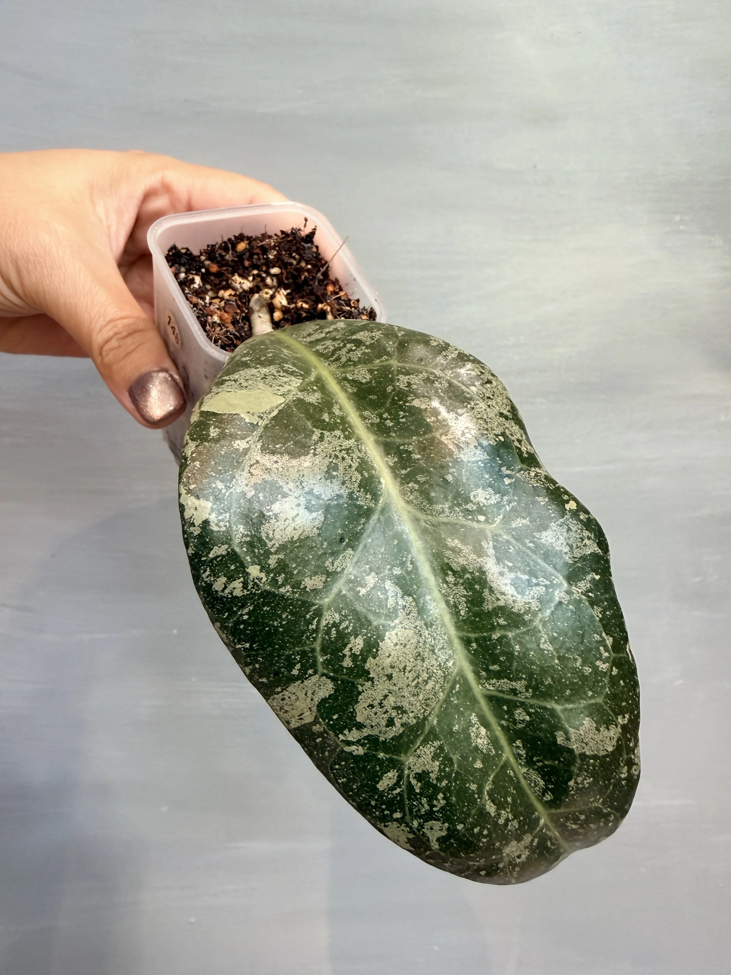 Hoya verticillata ‘Wayang Splash’ PSP-148