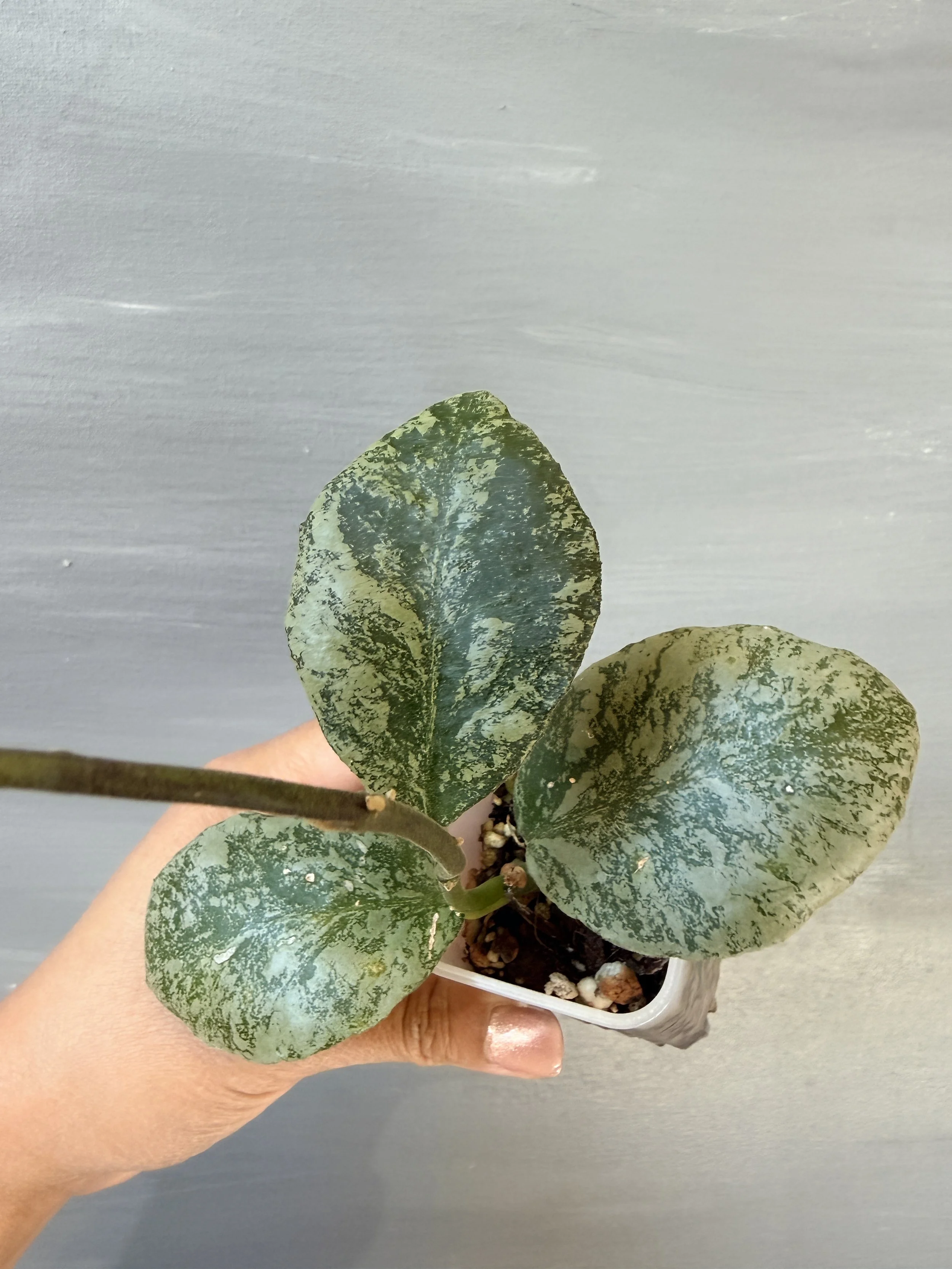 Hoya waymaniae ‘Cloudy Sky’ PSP-477