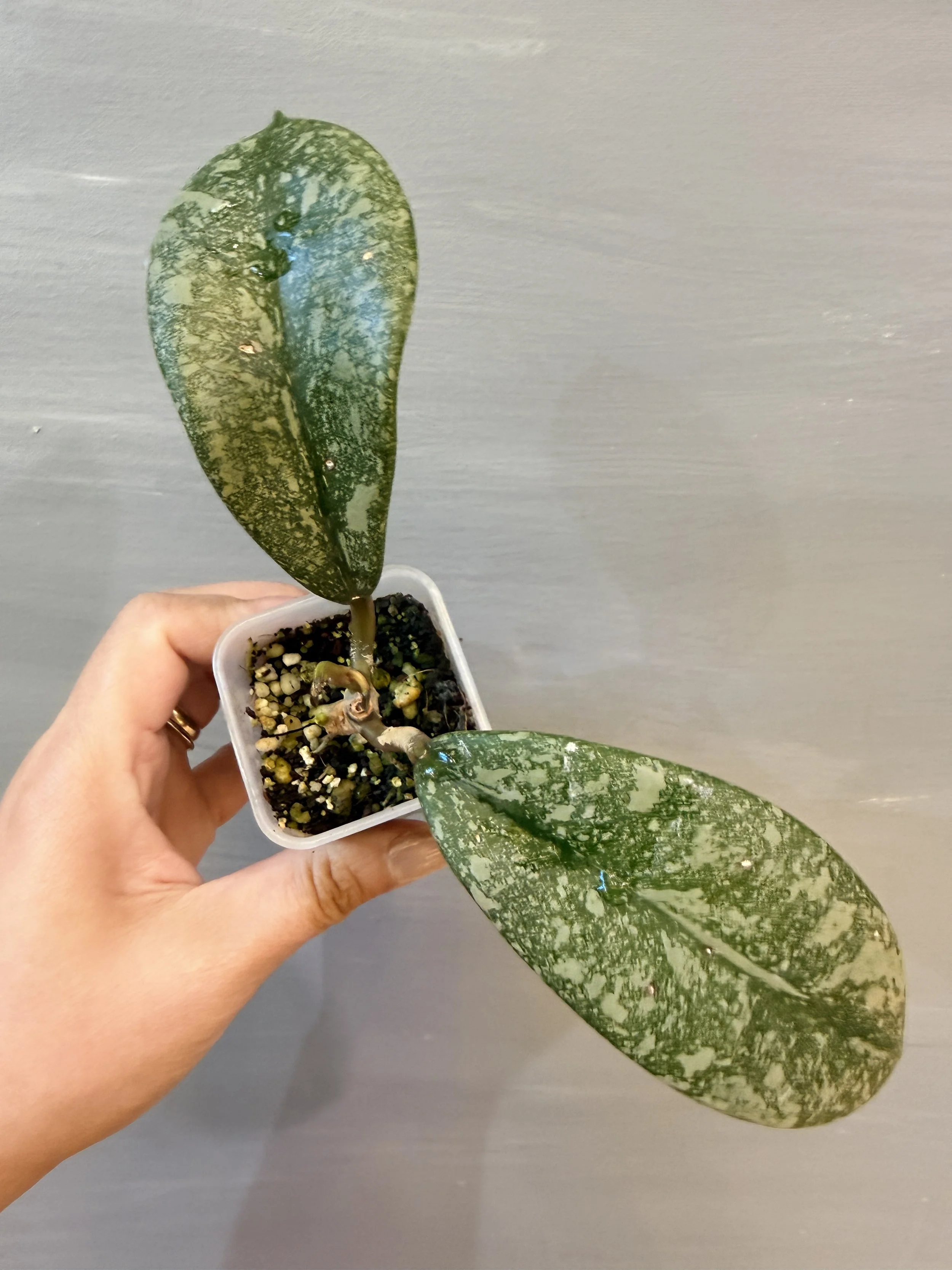 Hoya sp. Sumatra PSP-572