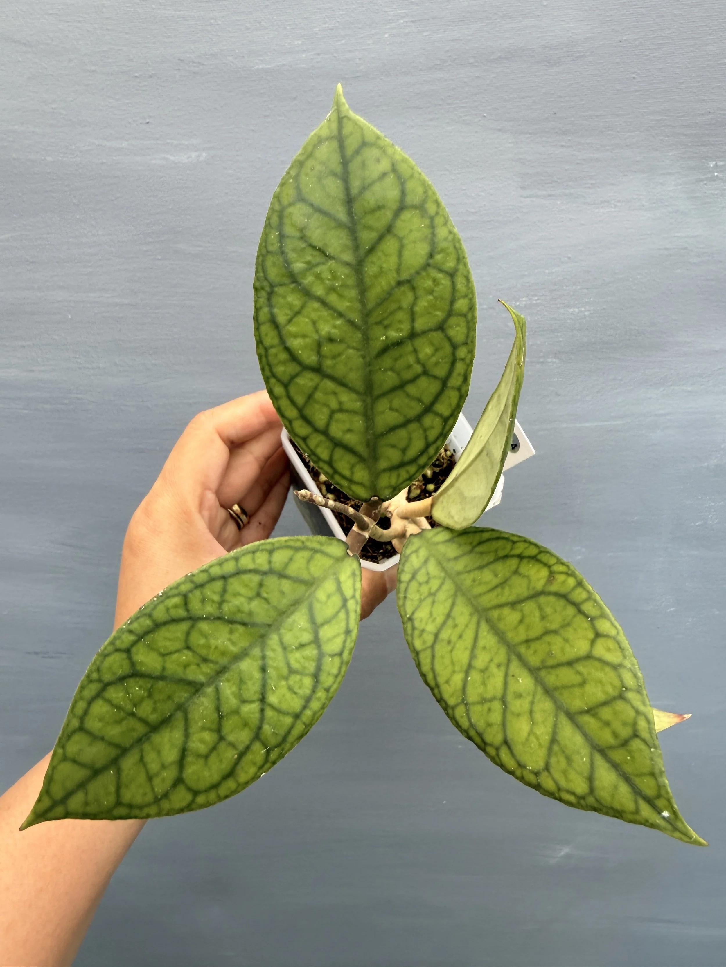 Hoya verticillata ‘Water Drop’ PSP-254